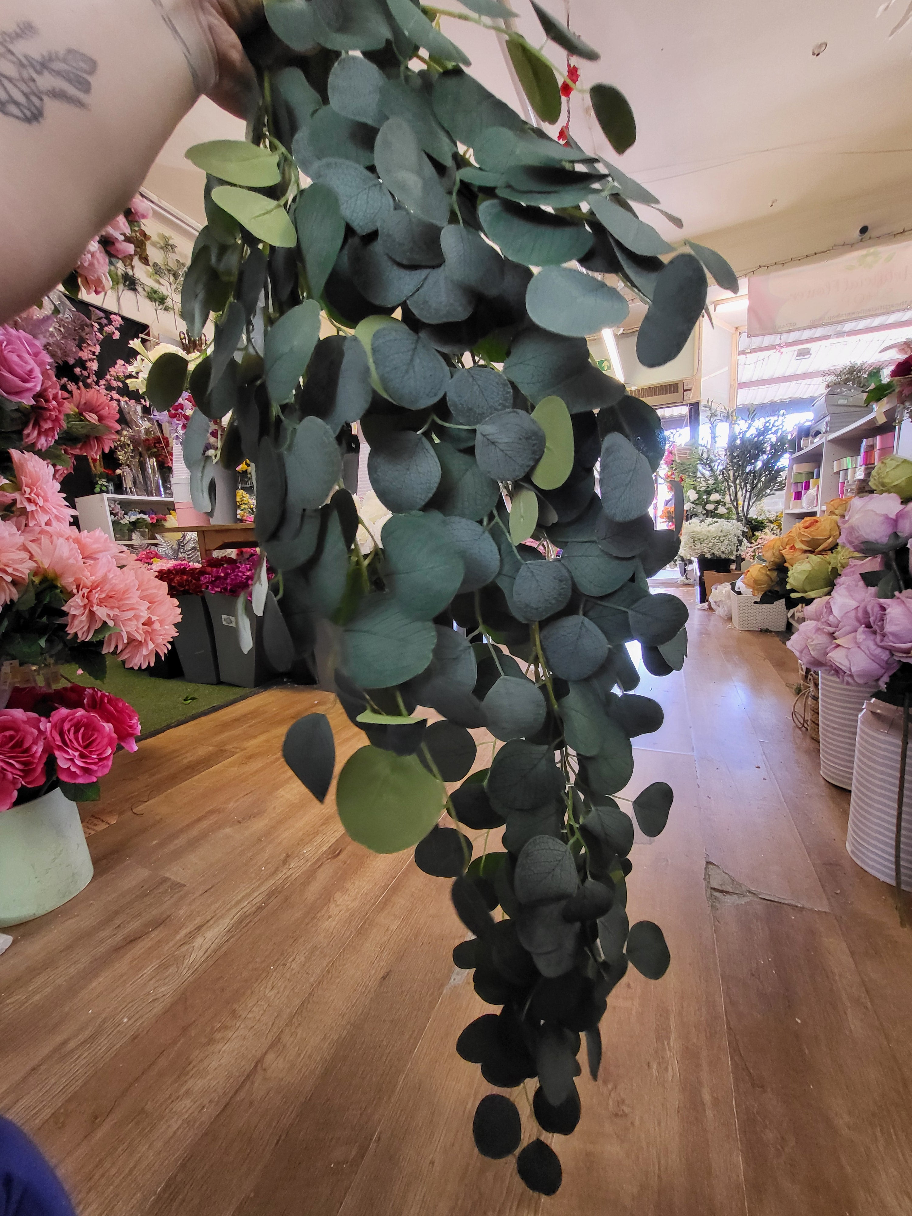 Huge hanging/trailing silver dollar eucalyptus  image 0