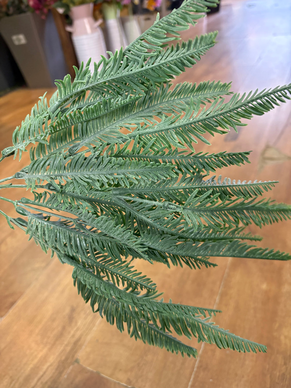 Long stem sword fern