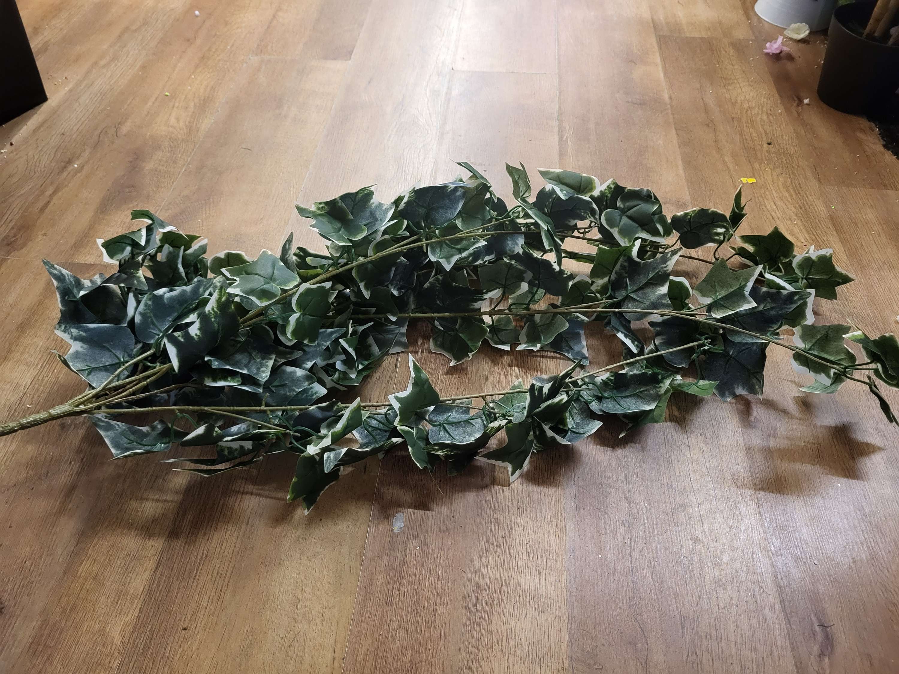 Hanging/trailing variegated ivy (9 strand thickness) image 2