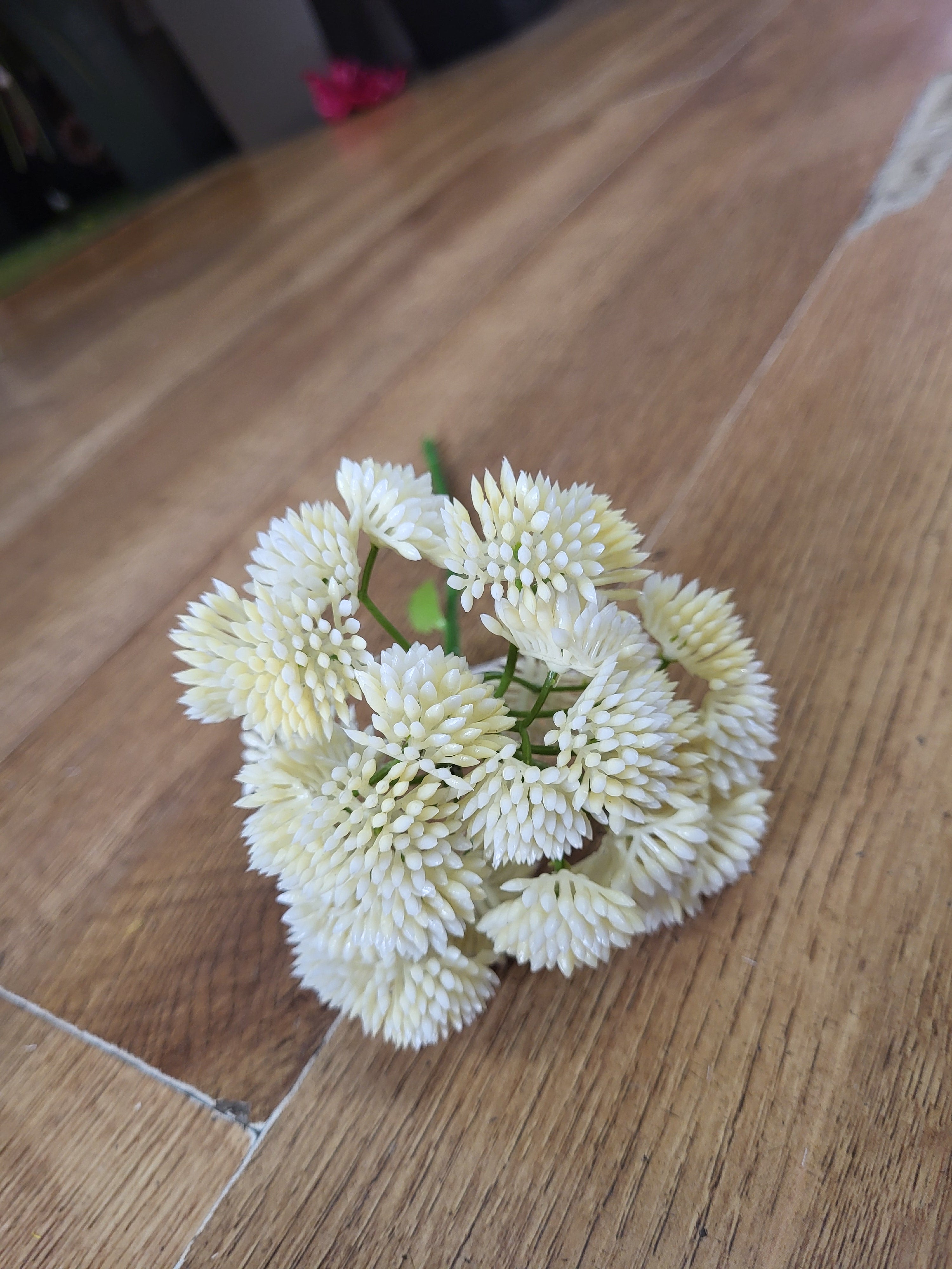 Short cream Sedum Stem image 6