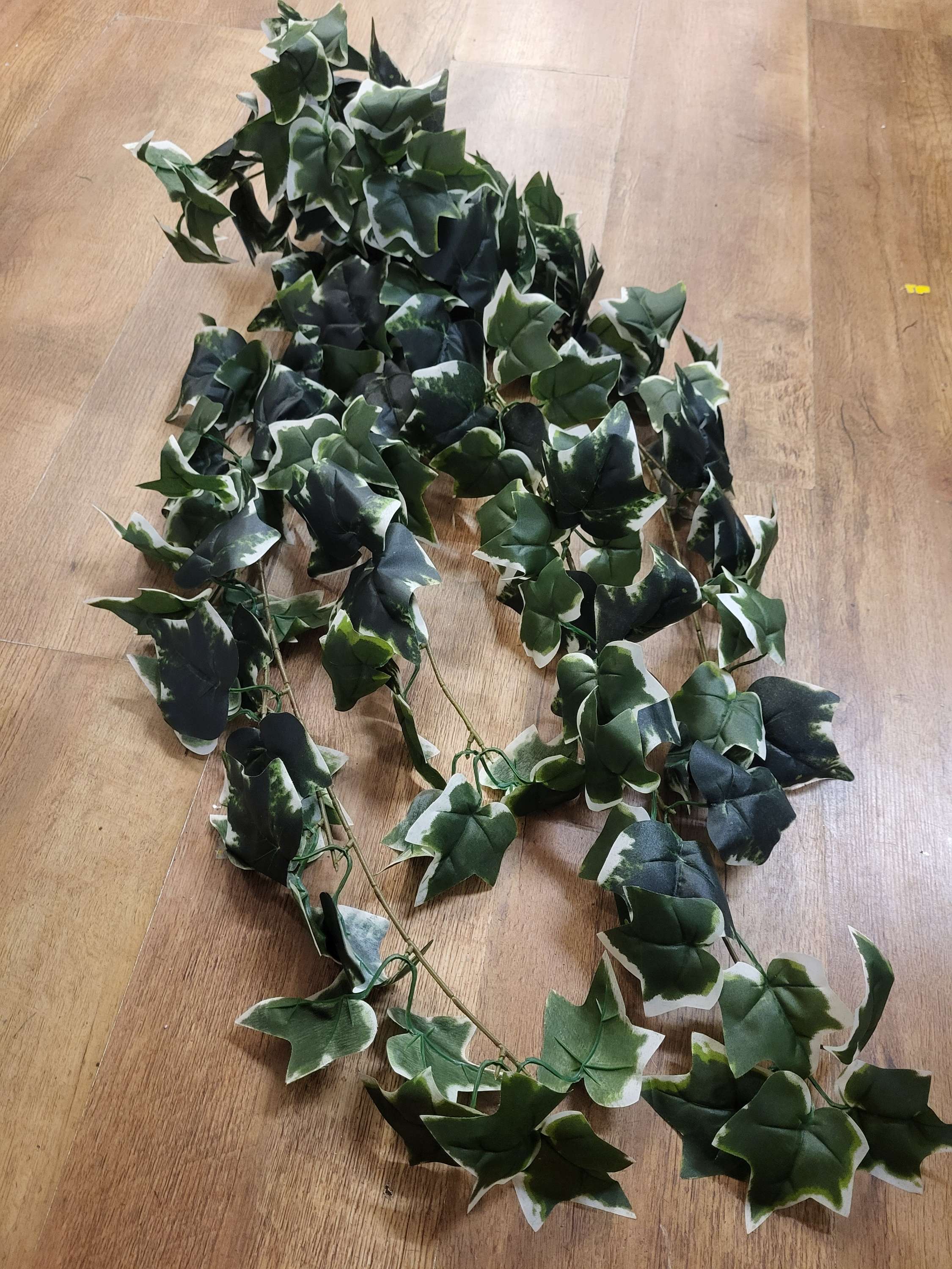 Hanging/trailing variegated ivy (9 strand thickness) image 1