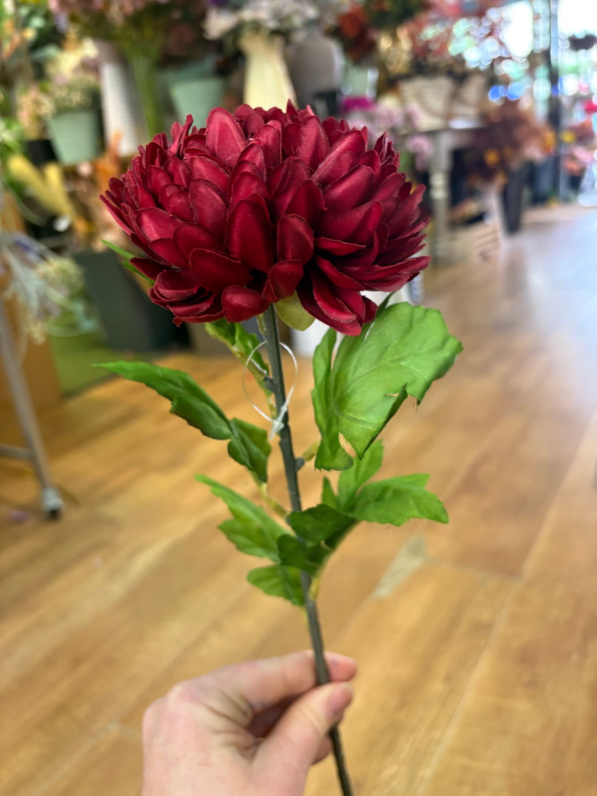 Long stem deep red chrysanthemum