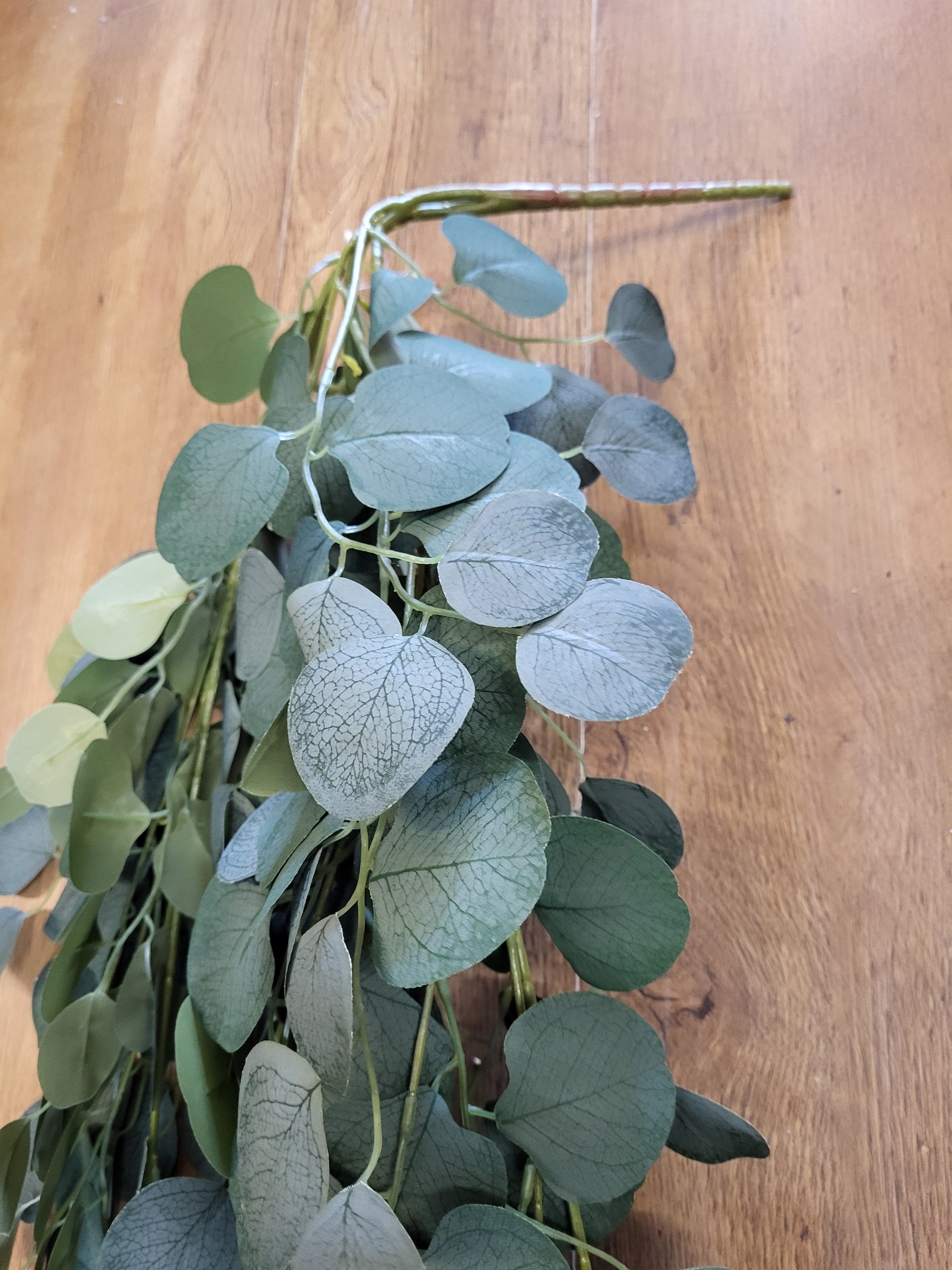 Huge hanging/trailing silver dollar eucalyptus  image 3