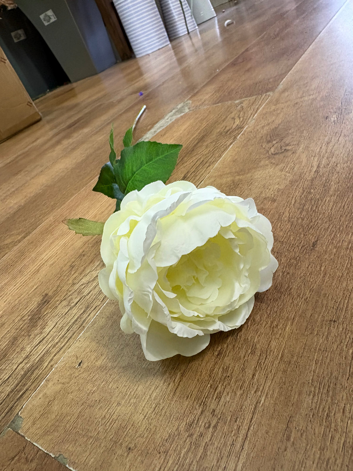 Long stem cream Lola peony