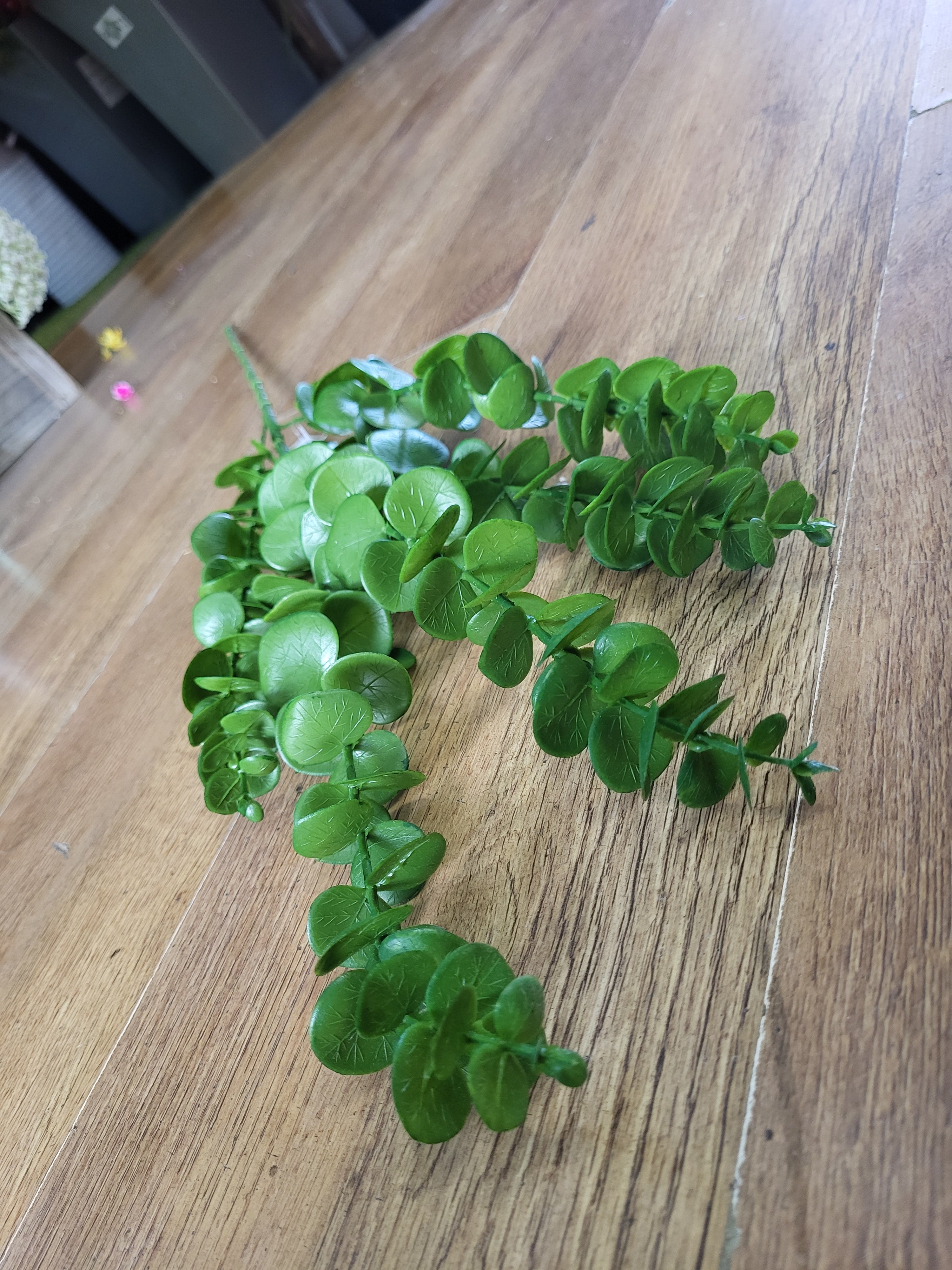 Long stem green eucalyptus  image 3