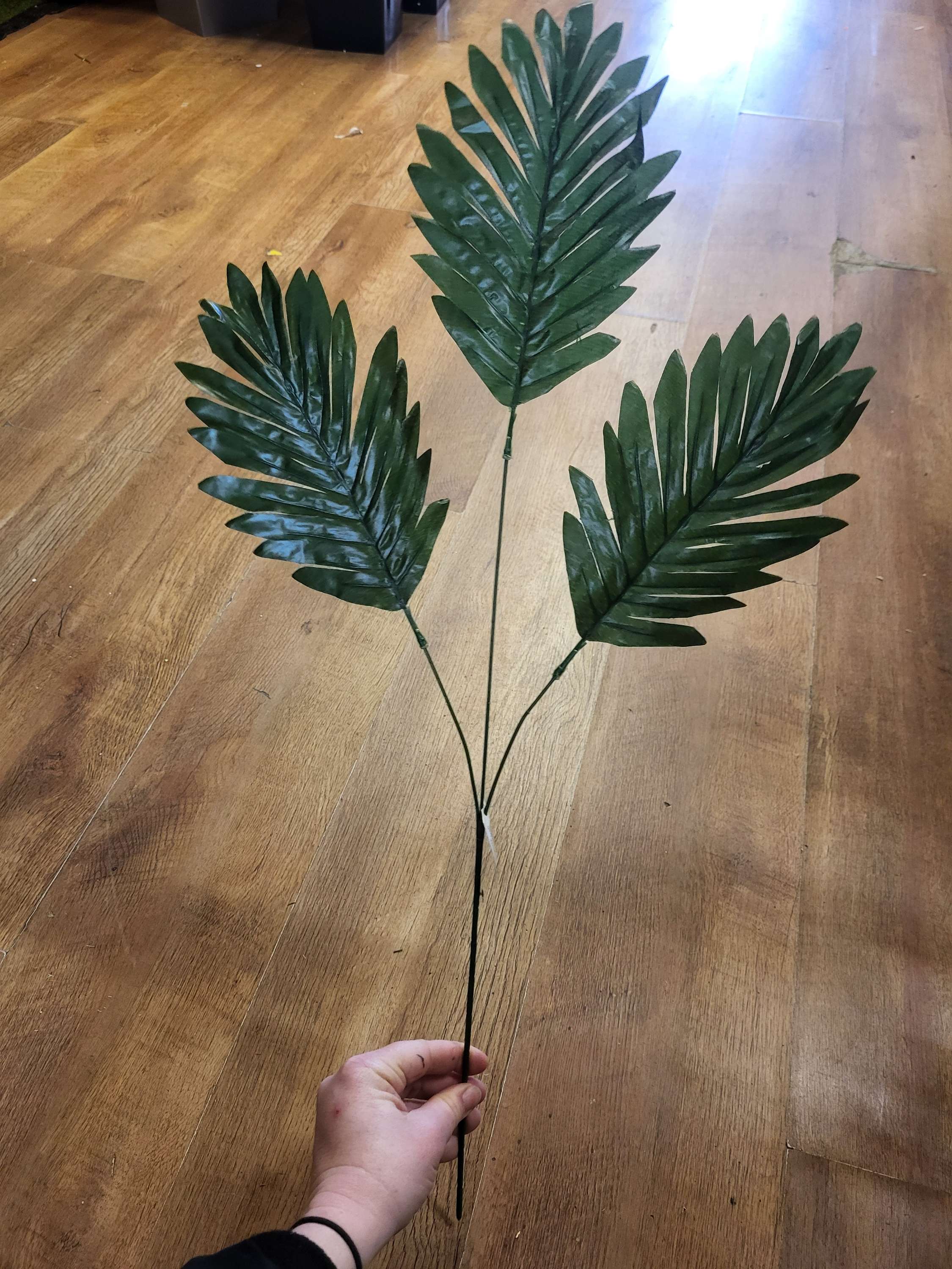 Long stem cycas leaf  image 3