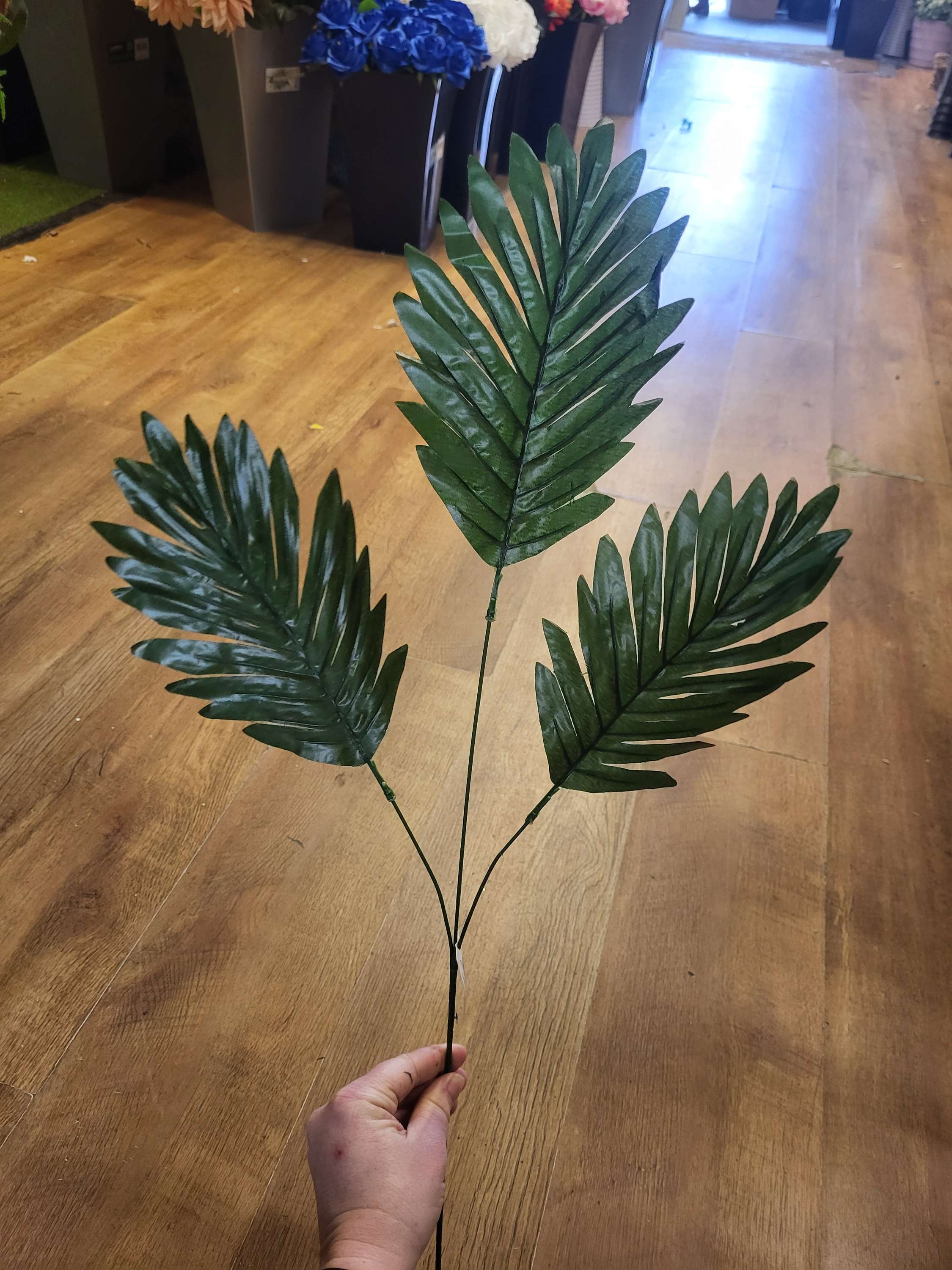 Long stem cycas leaf  image 1