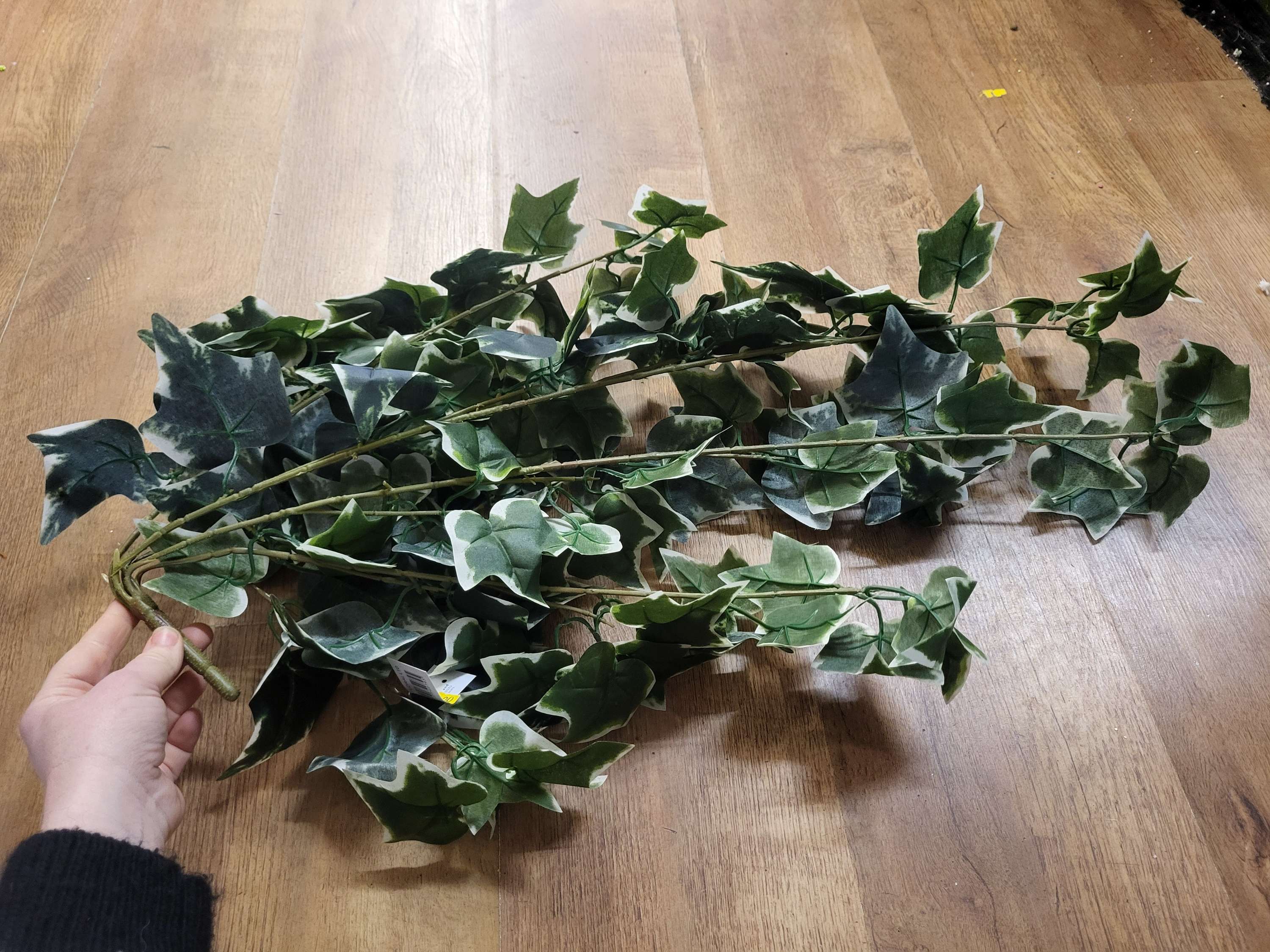 Hanging/trailing variegated ivy (7 strand thickness) image 1
