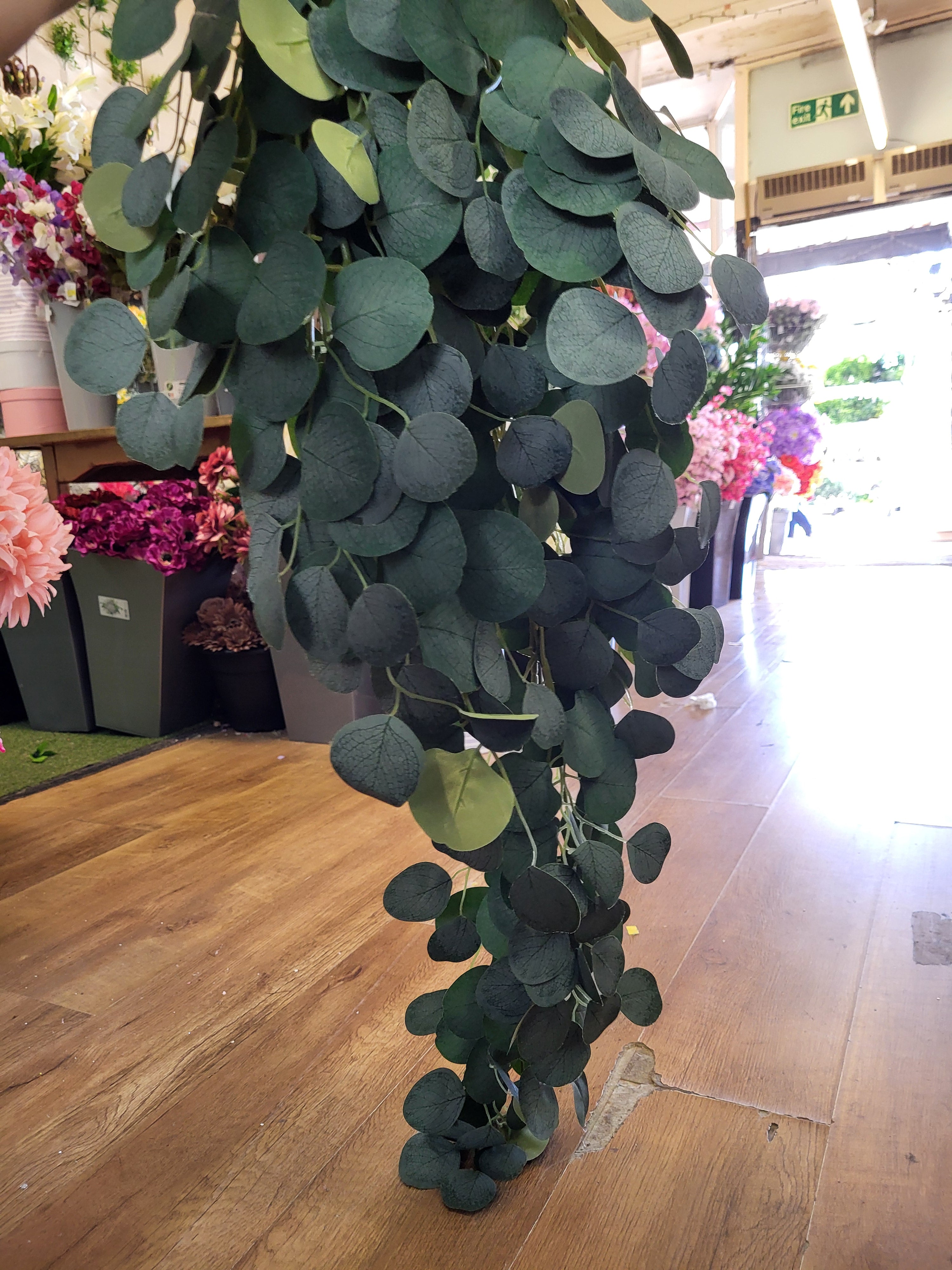 Huge hanging/trailing silver dollar eucalyptus  image 5