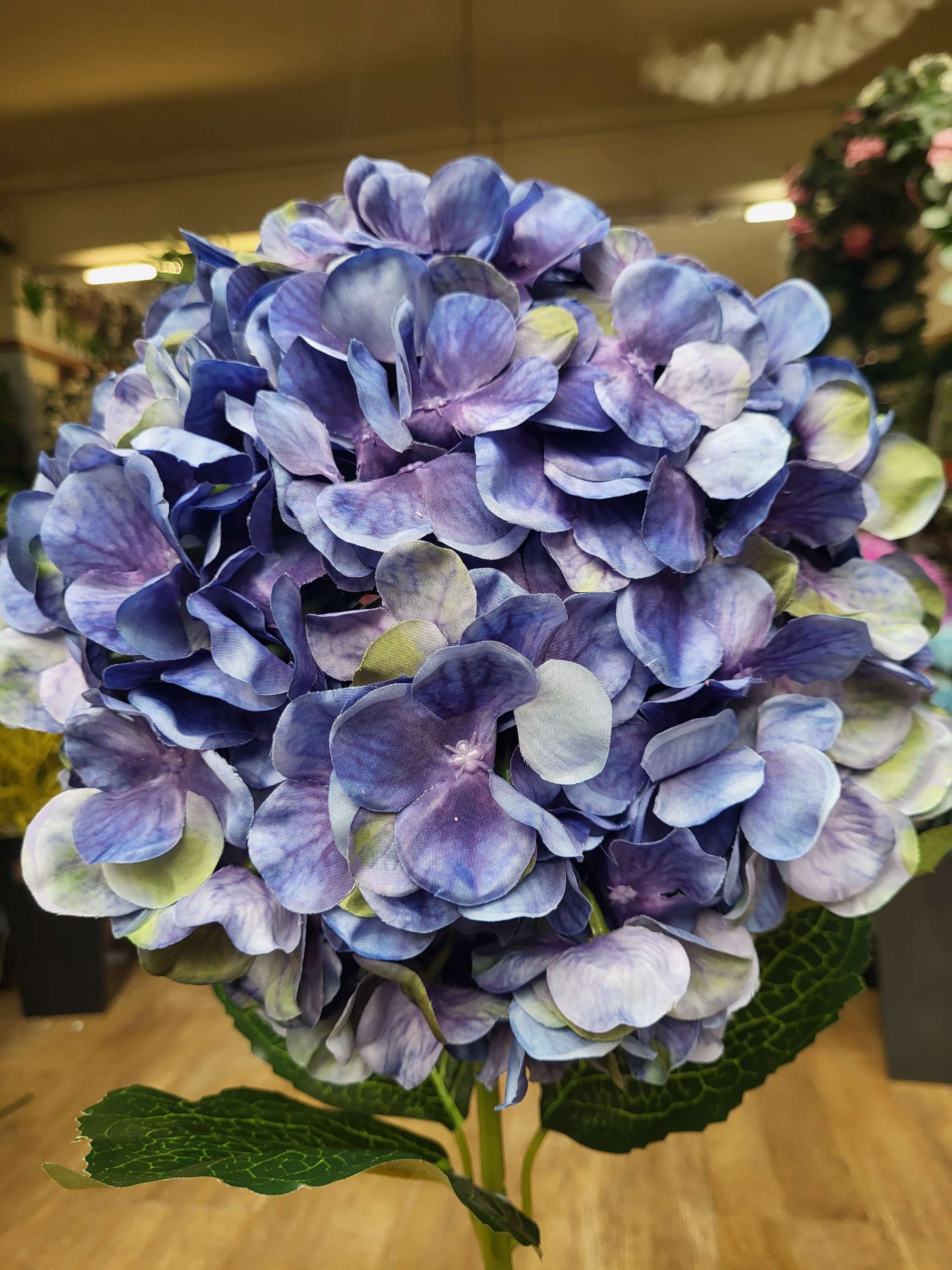 Giant head Blueberry premium hydrangea  image 1