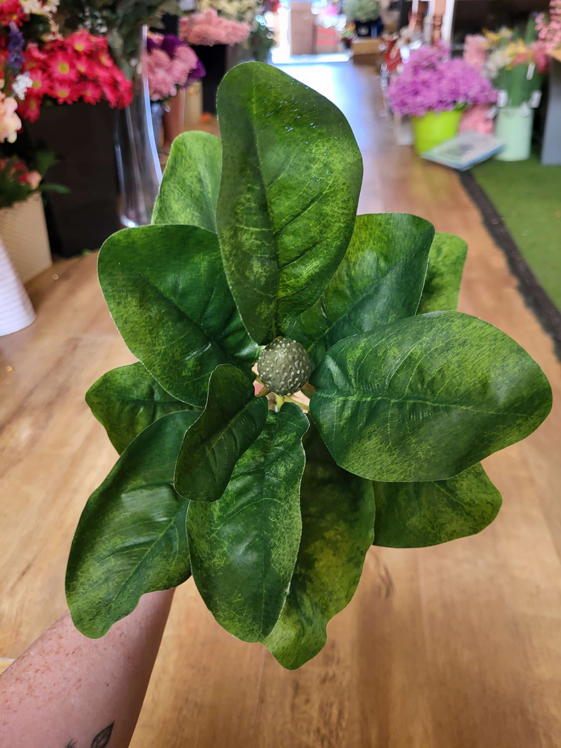 Long stem magnolia leaf  image 0