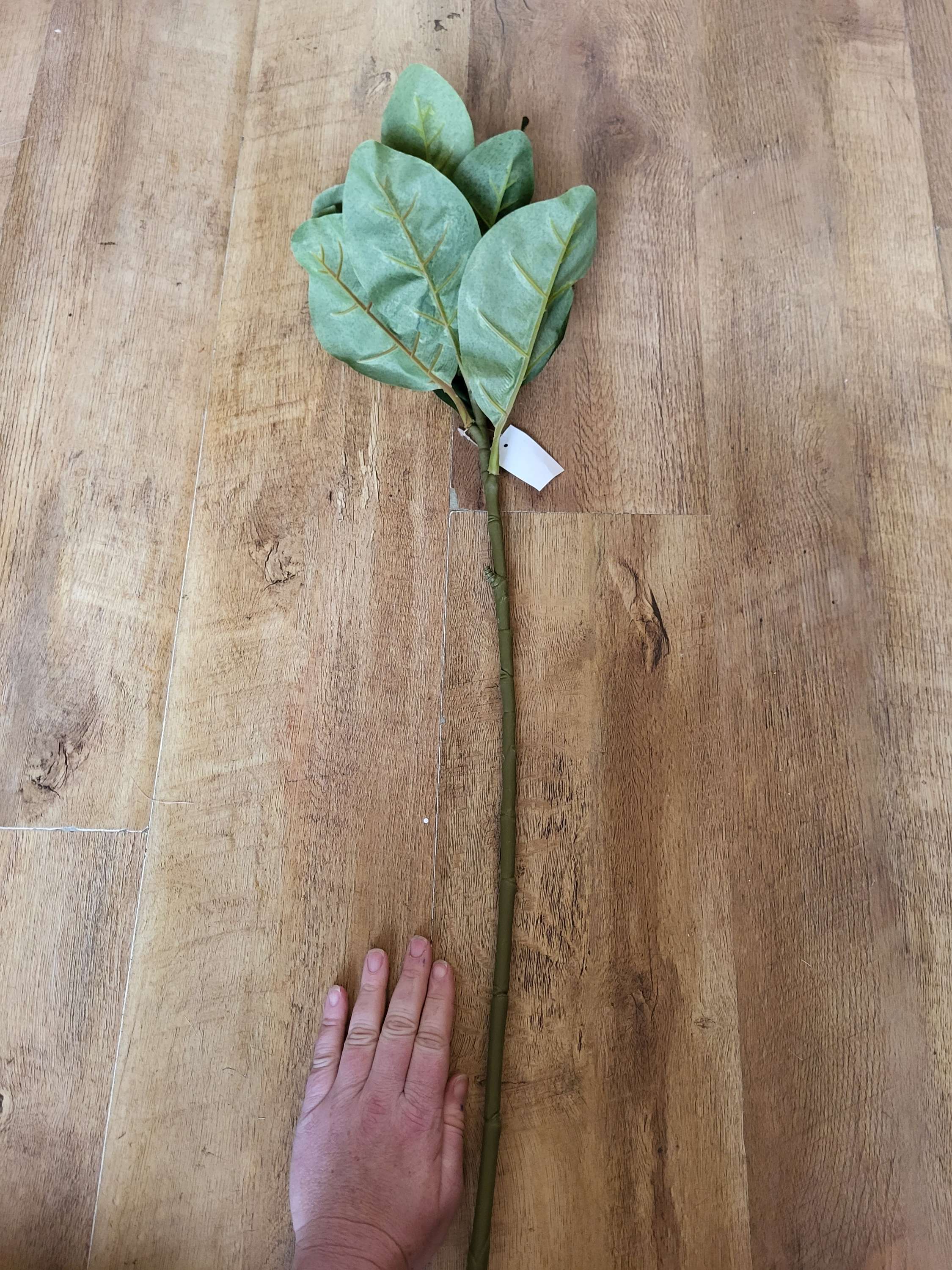 Long stem magnolia leaf  image 1
