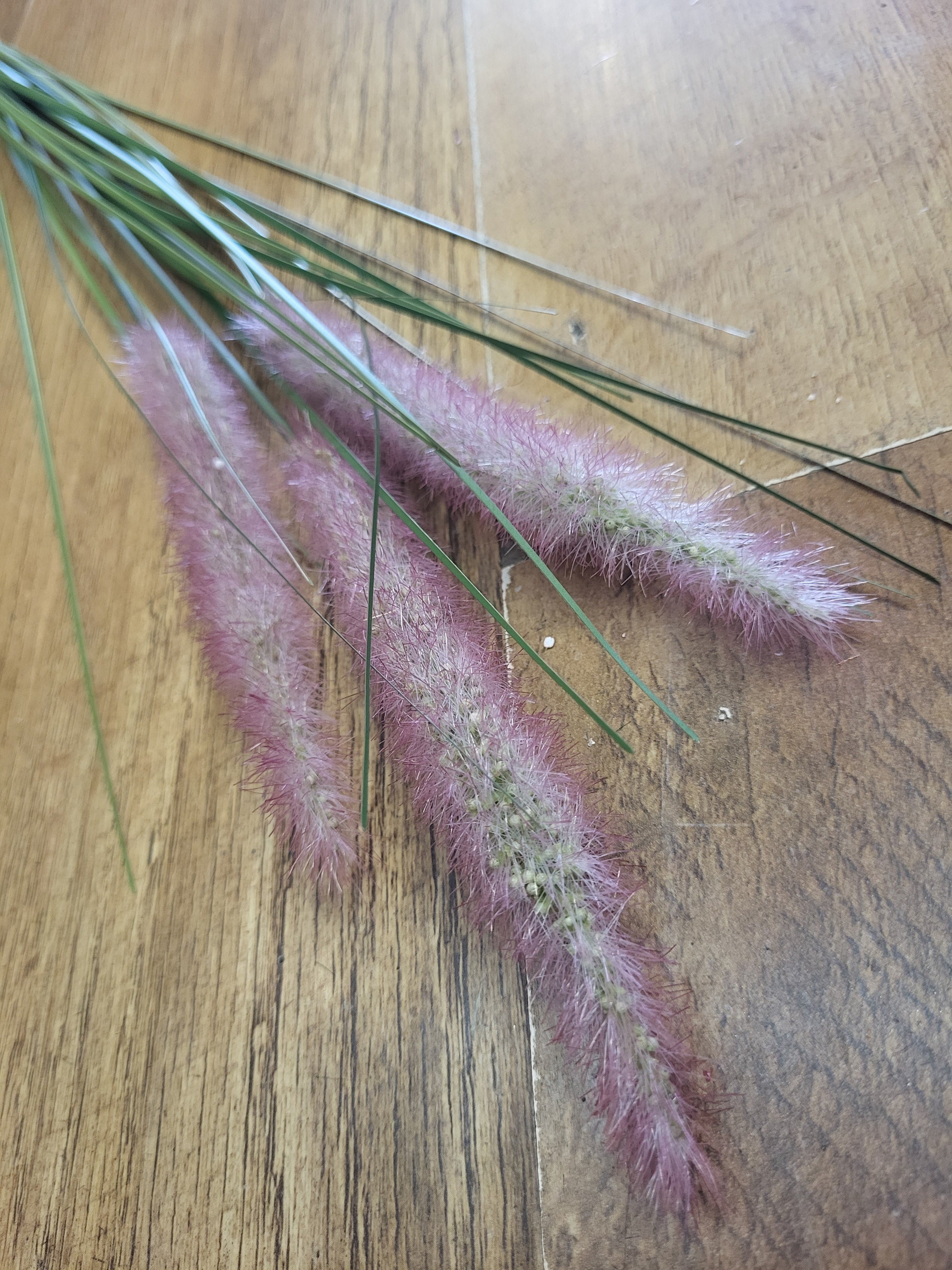 Long stem dog tail grass - 3 colours available image 4