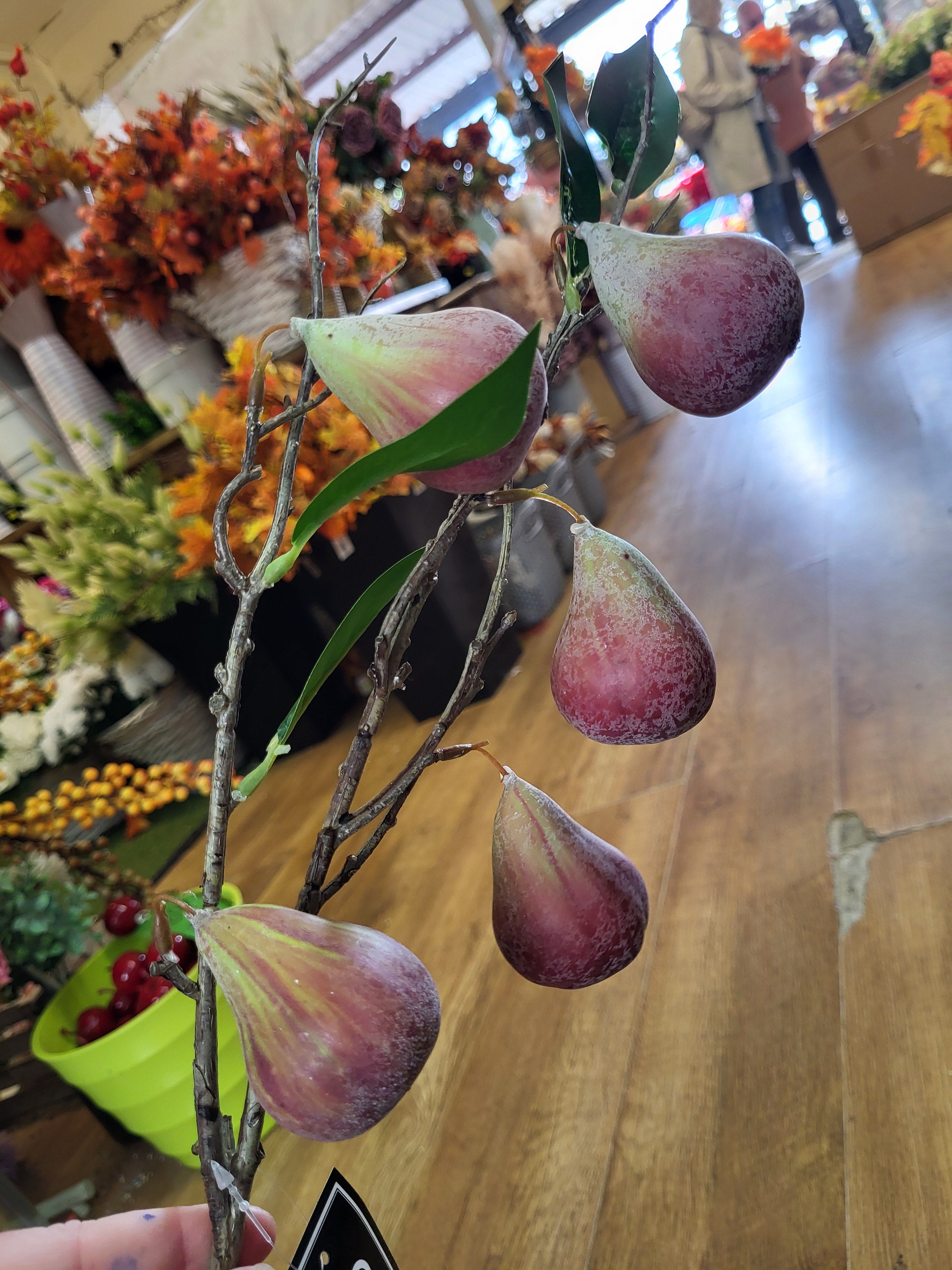 78cm tall Fig branch image 5