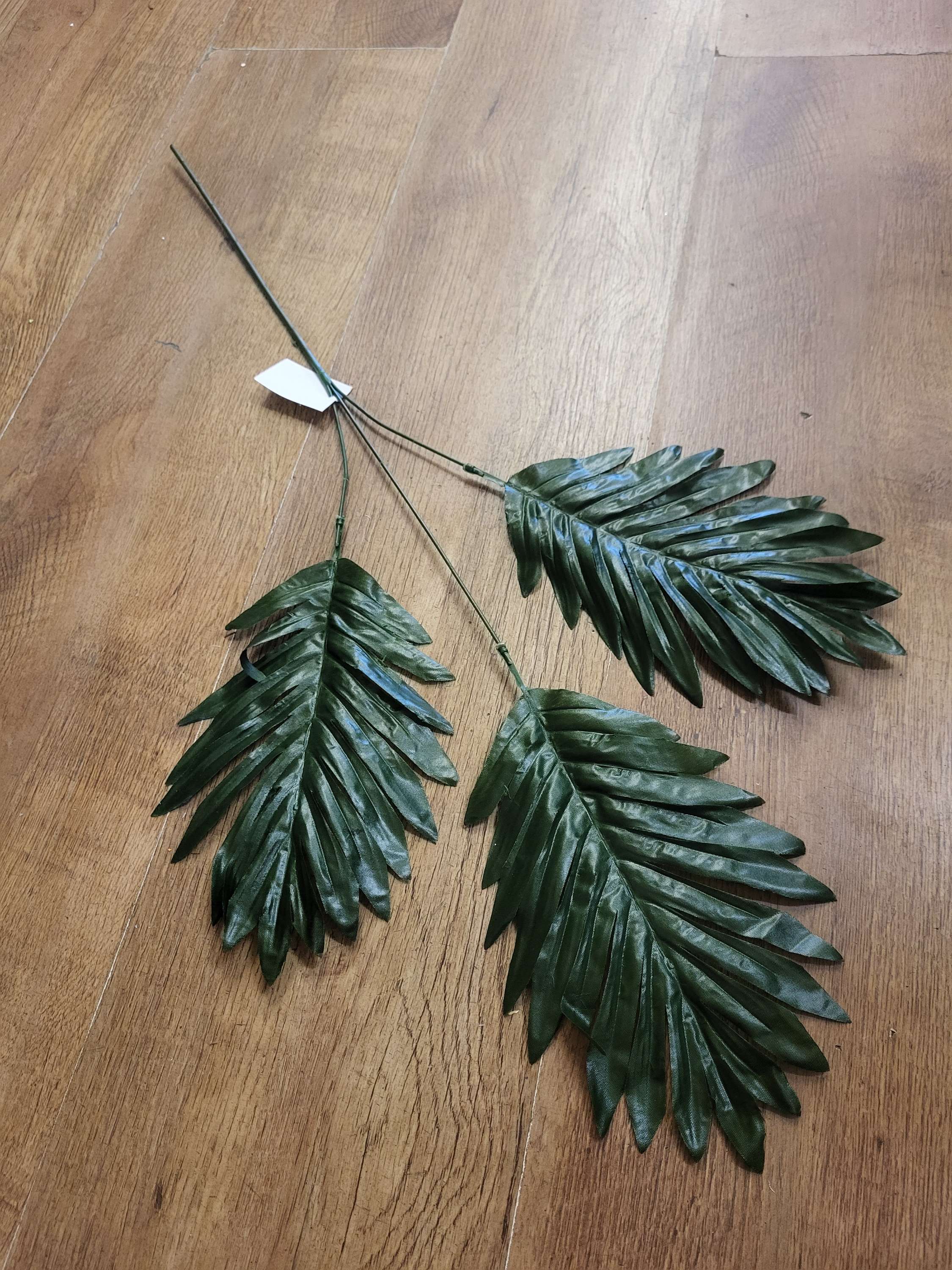 Long stem cycas leaf  image 0