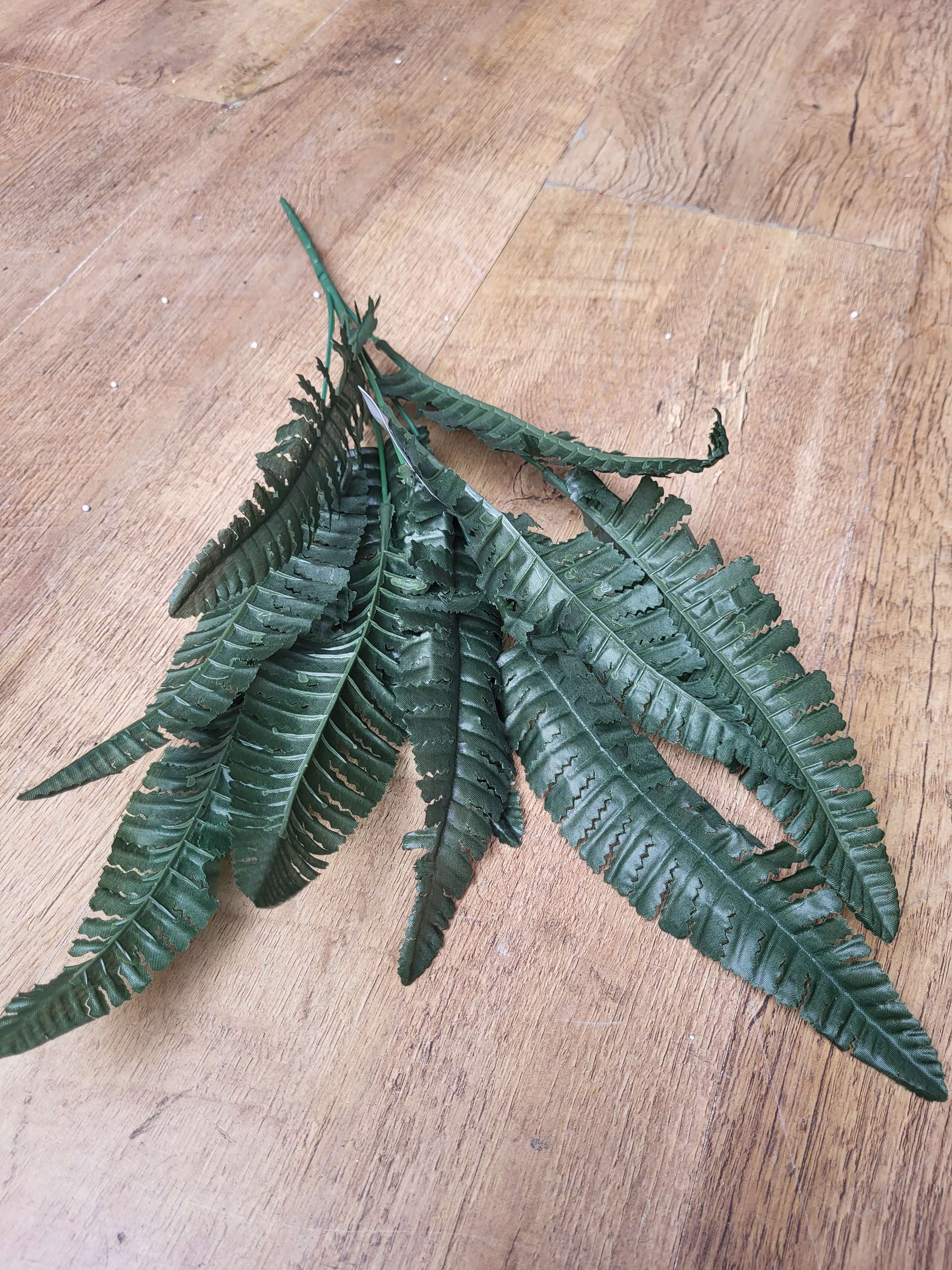 Dark fern bush image 3