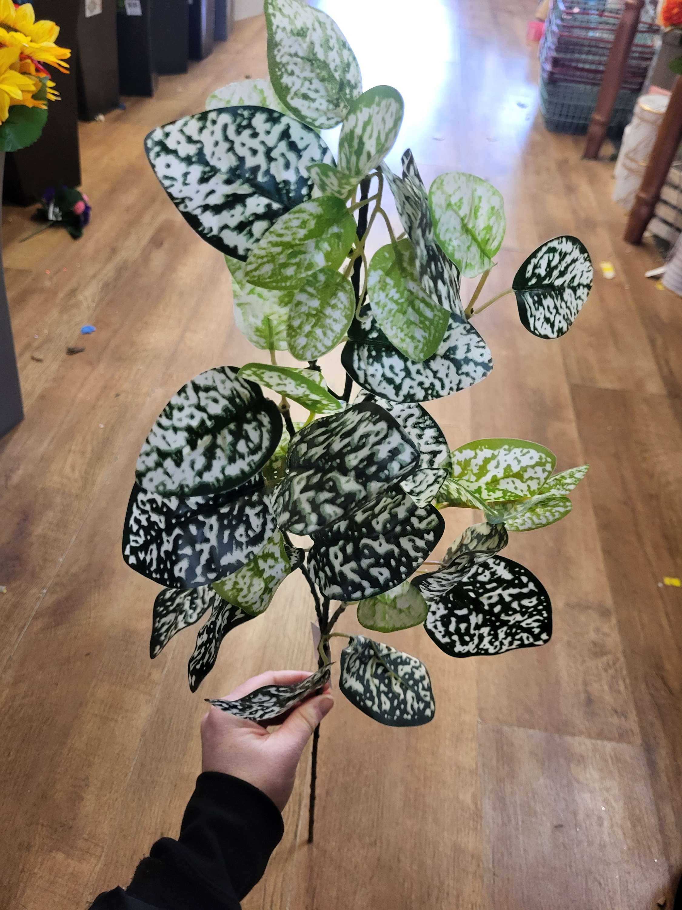 Long stem hypoestes phyllostachya spray image 4