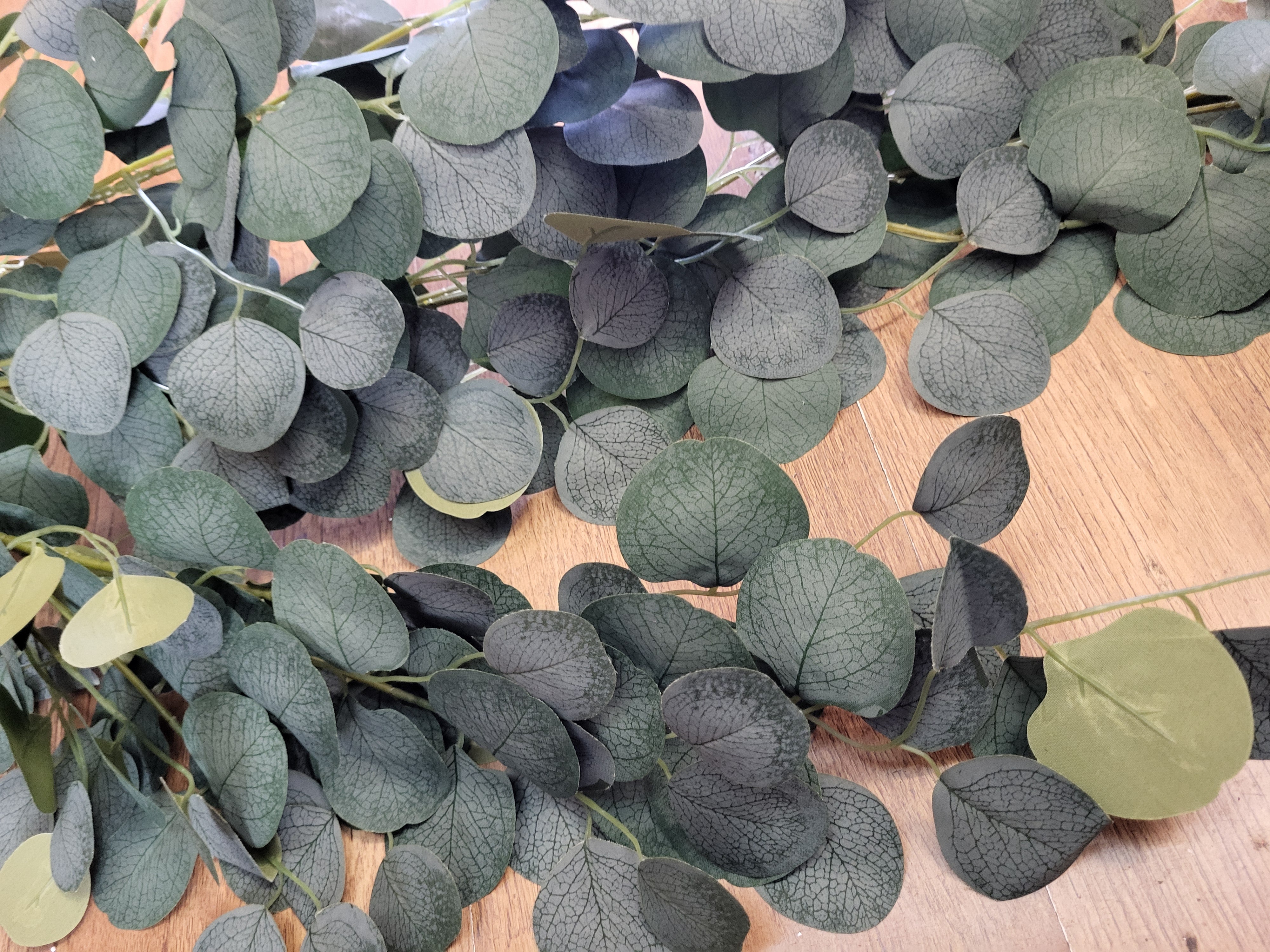 Huge hanging/trailing silver dollar eucalyptus  image 4