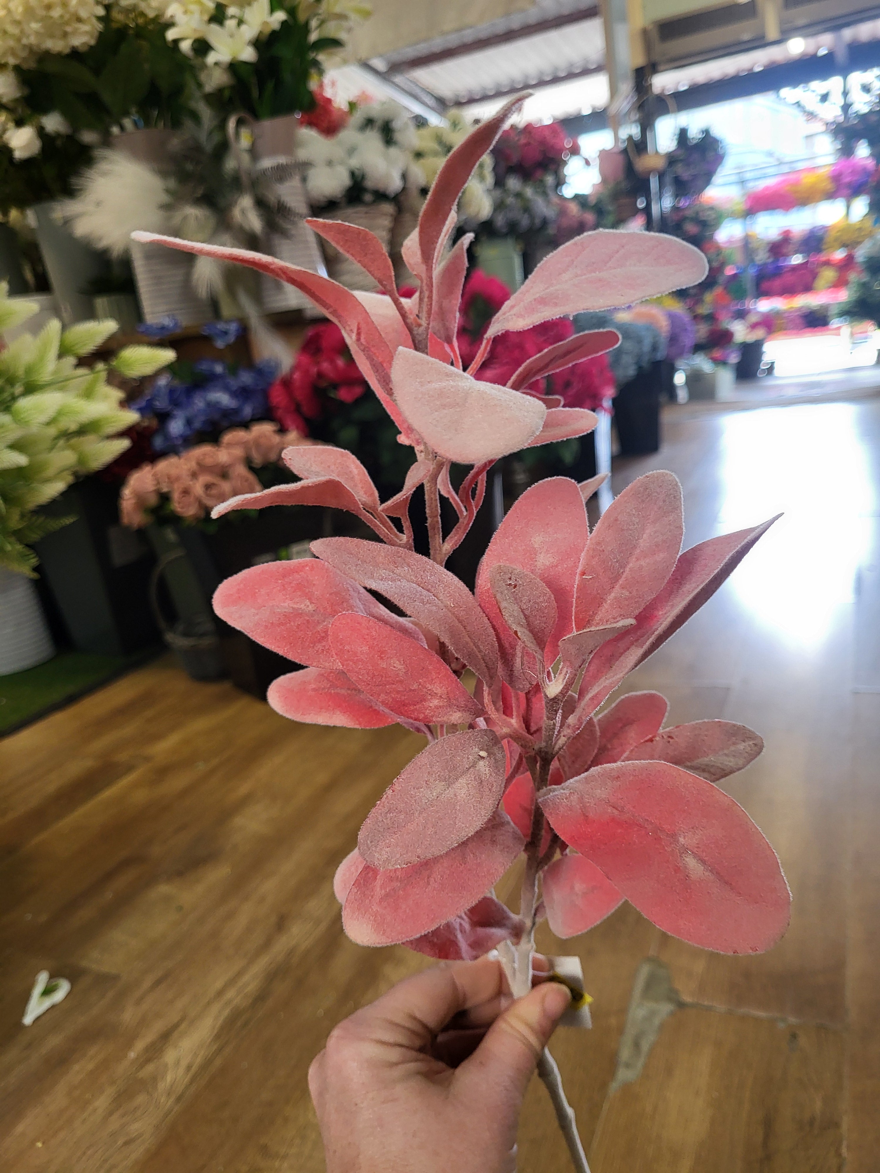 Long stem red lambs ear image 0