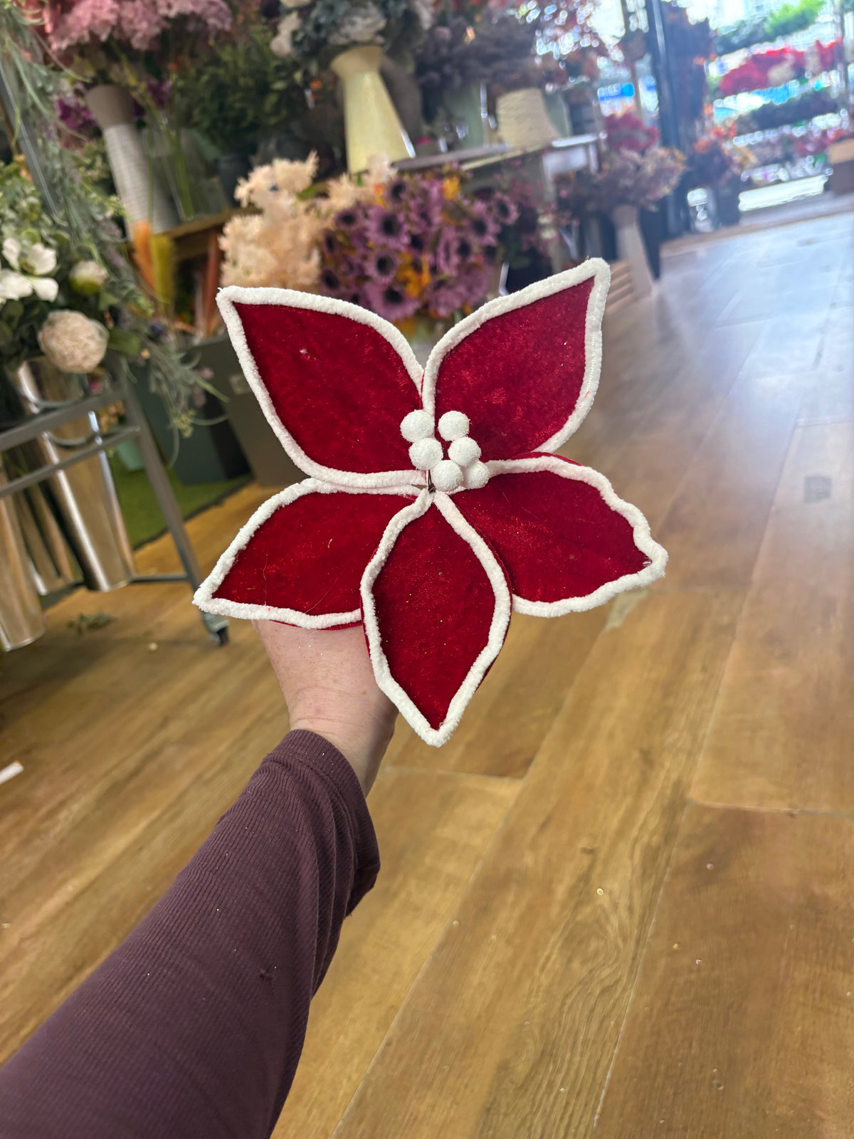 Shote red and white velvet poinsettia