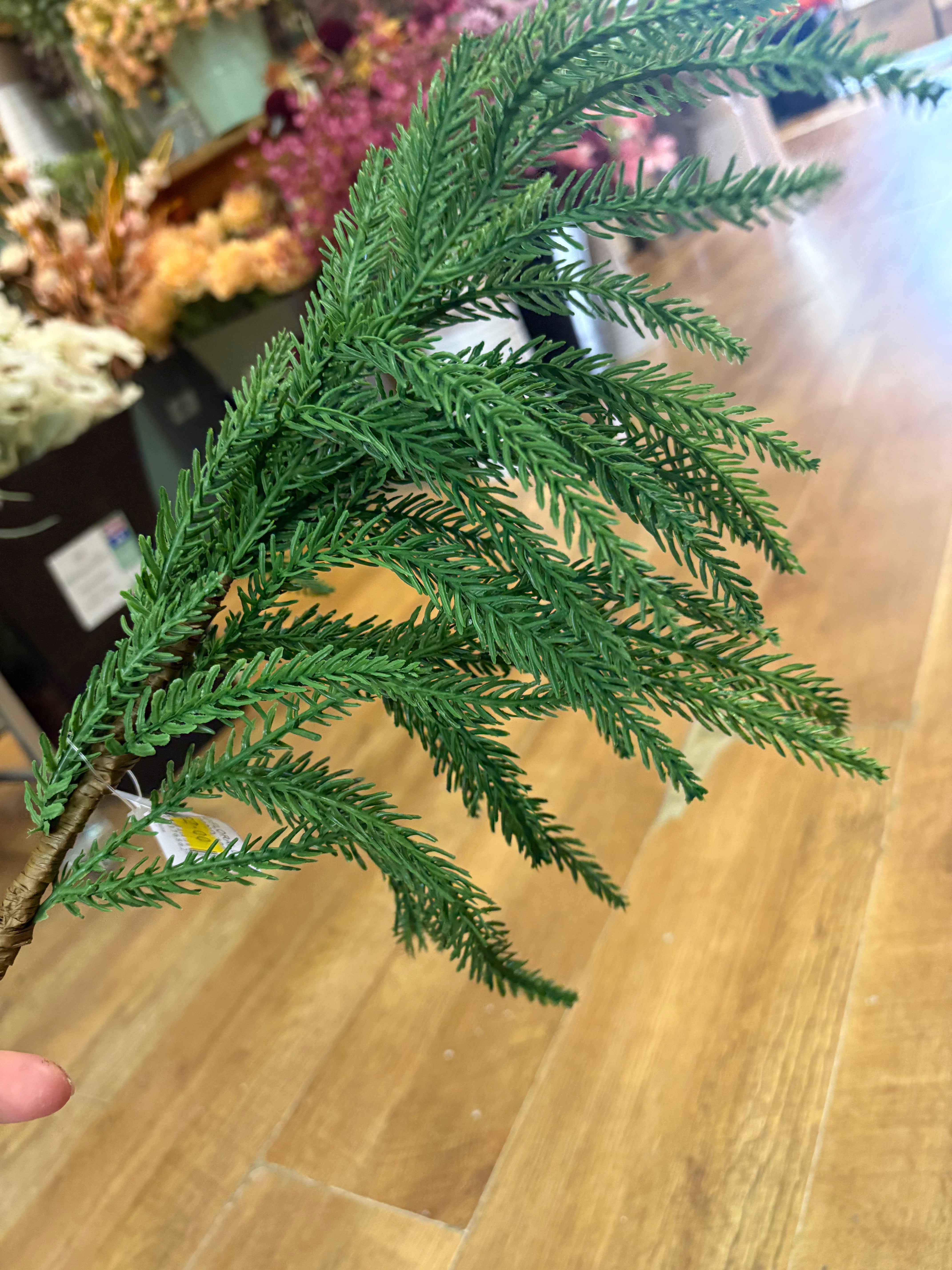 Trailing fir stem