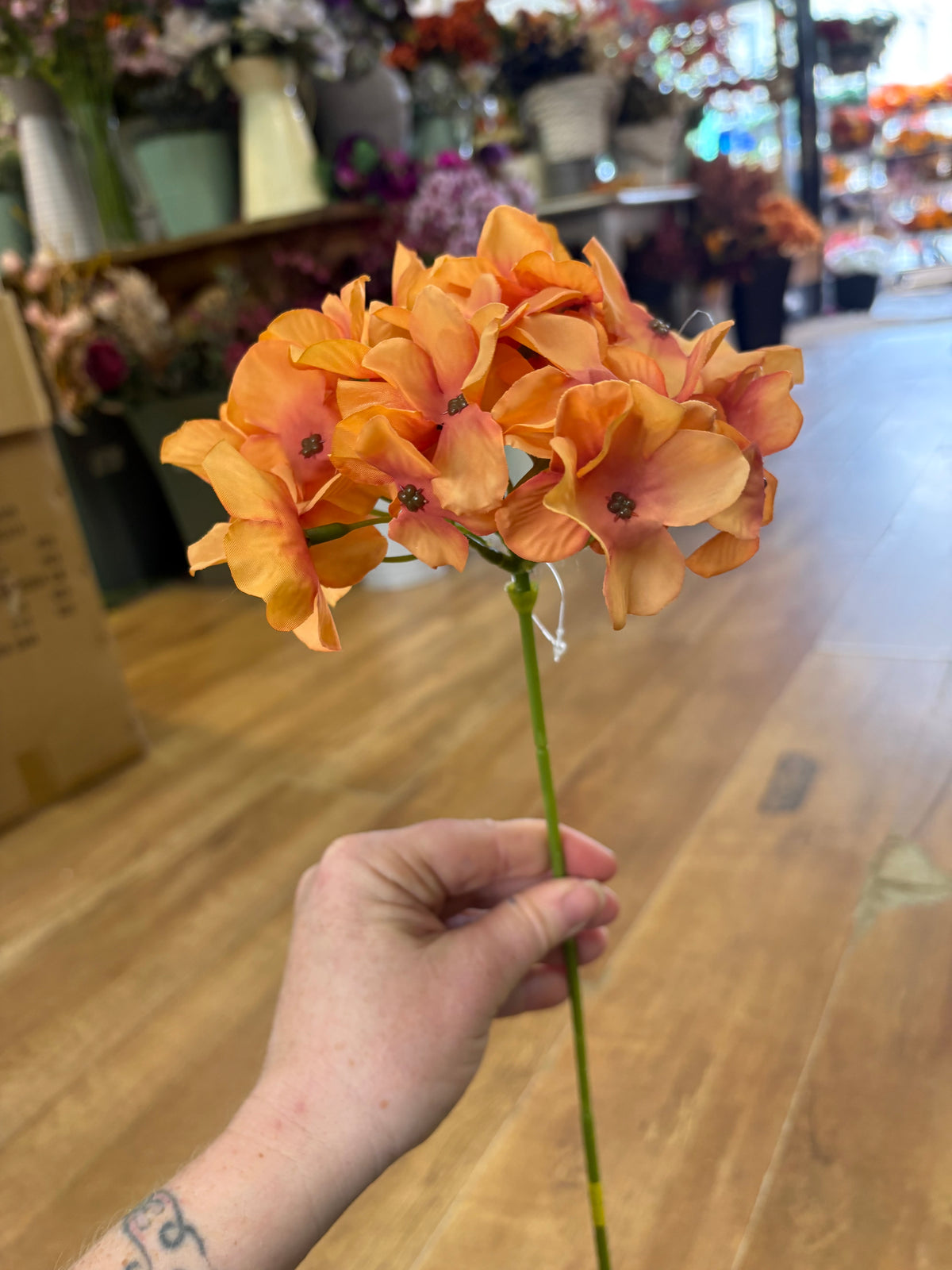 Long stem burnt orange hydrangea