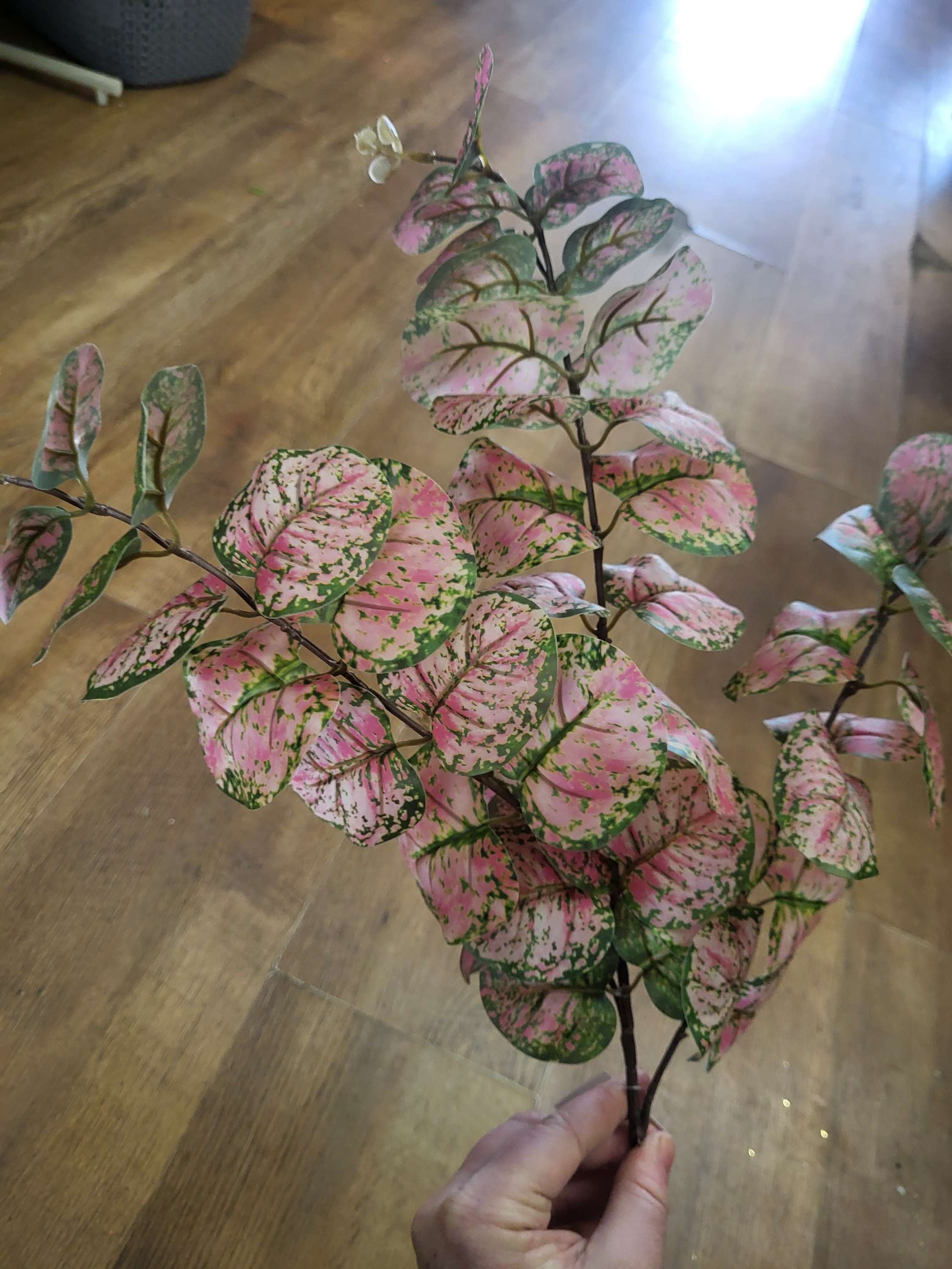 Long stem pink and green rounded eucalyptus spray image 0