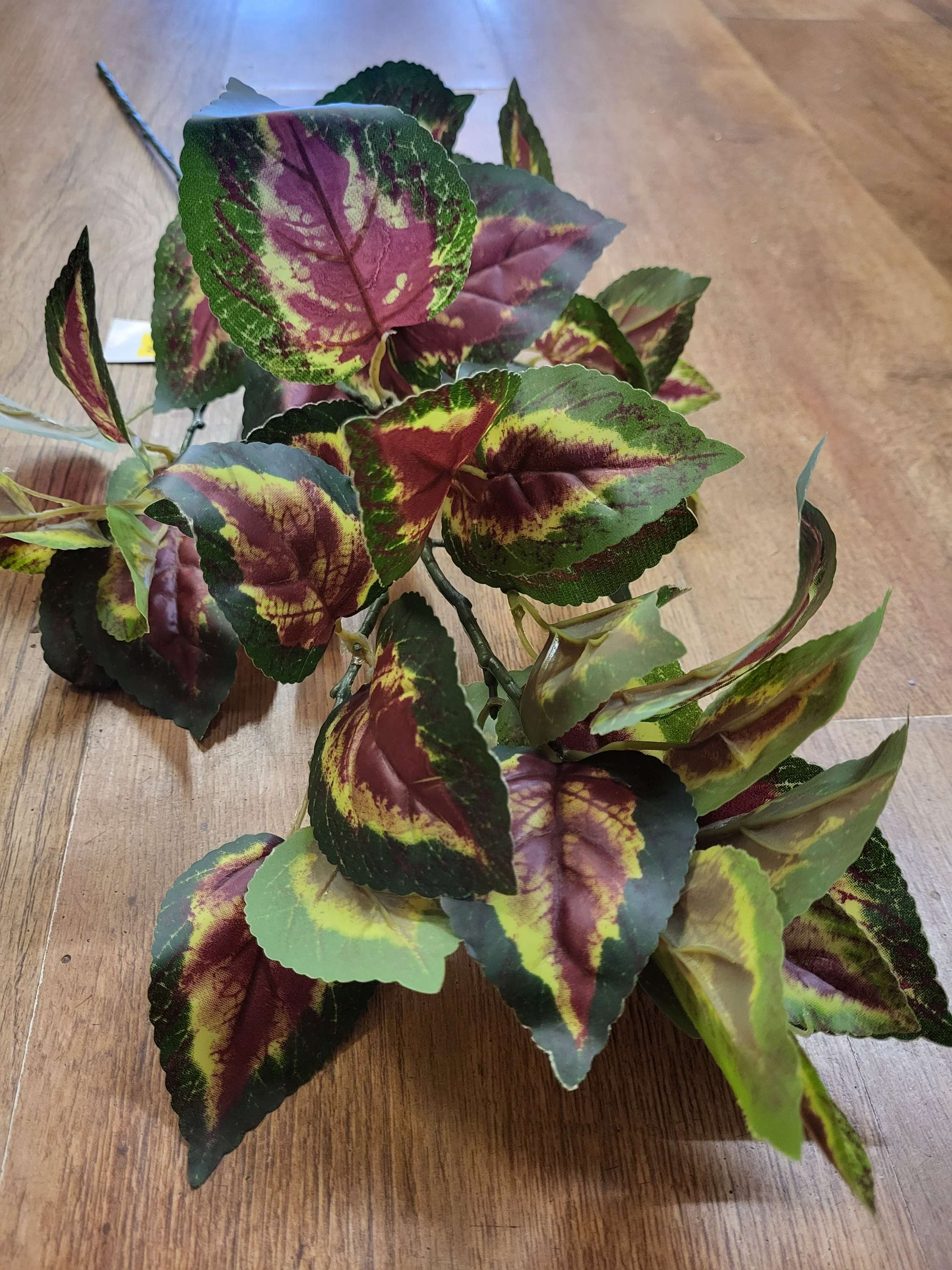 Long stem coleus leaf spray image 0