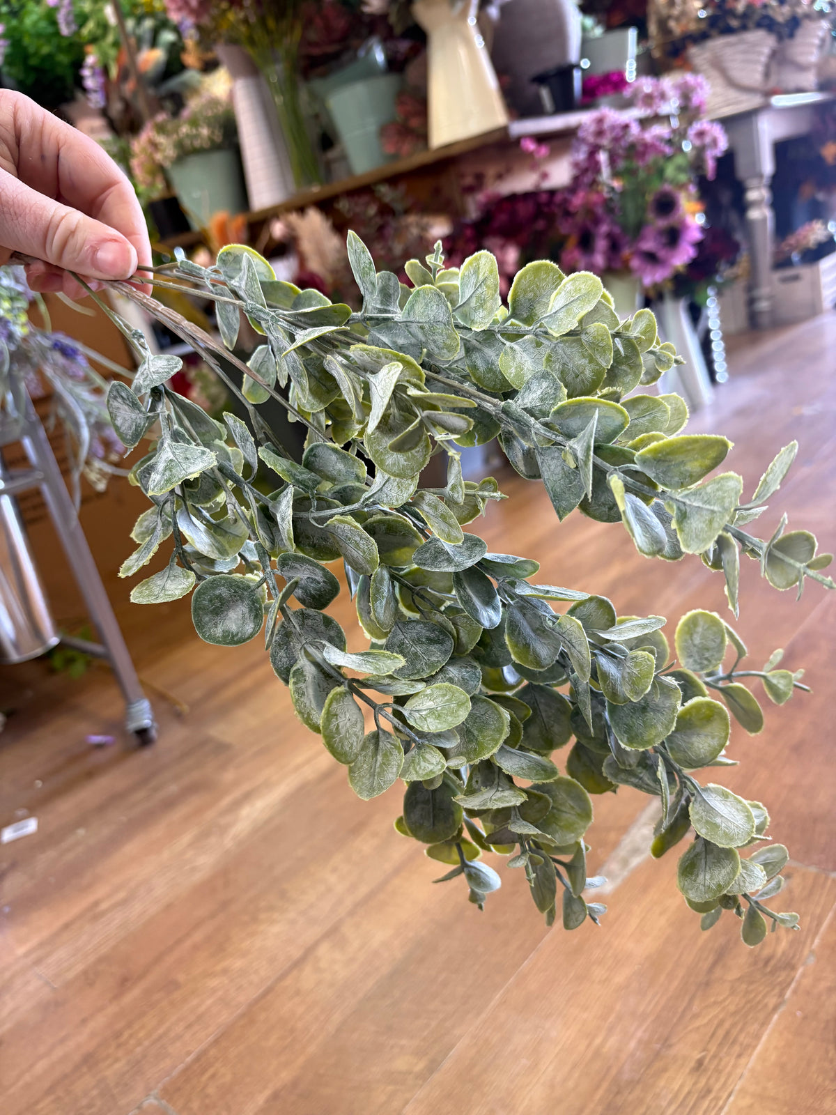 Long stem gumdrop eucalyptus
