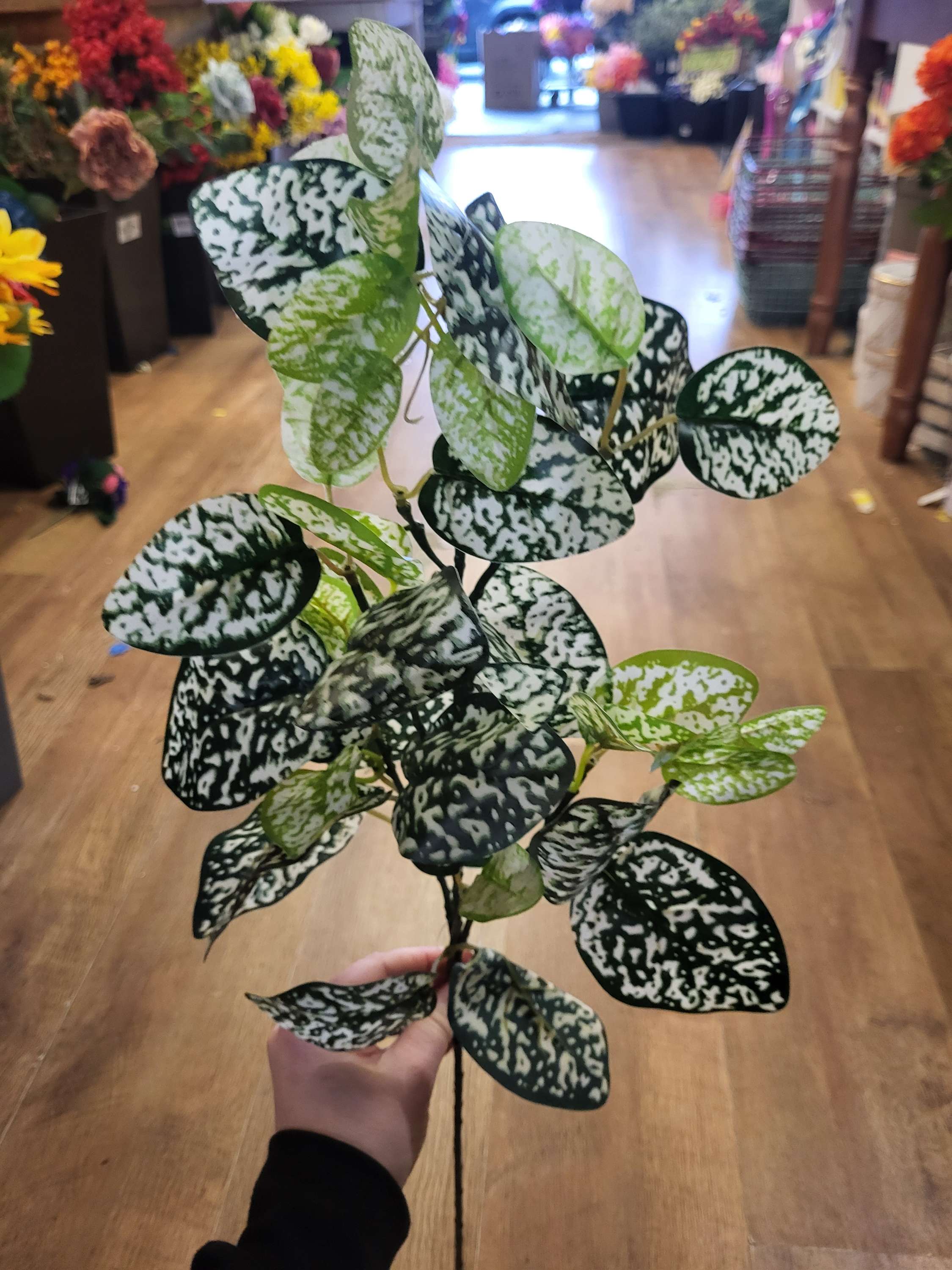 Long stem hypoestes phyllostachya spray image 3