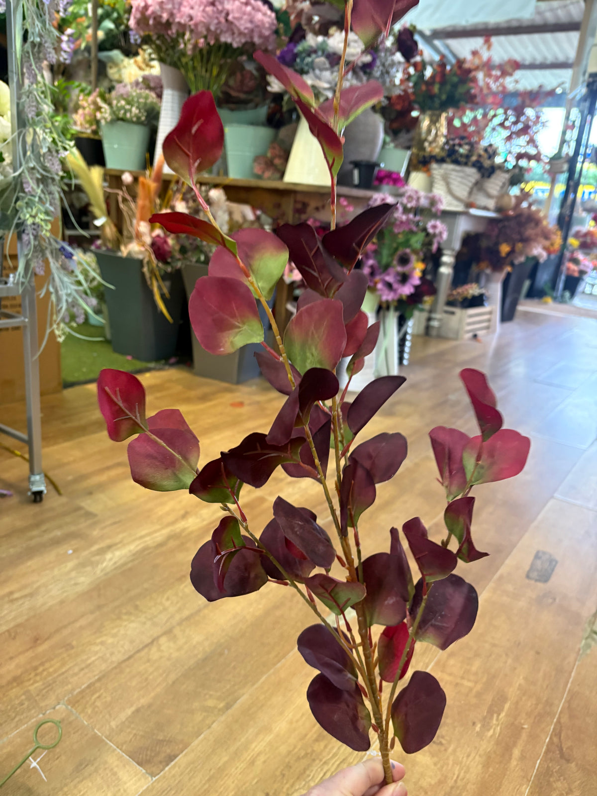 90cm tall burgundy and green silver dollar eucalyptus spray