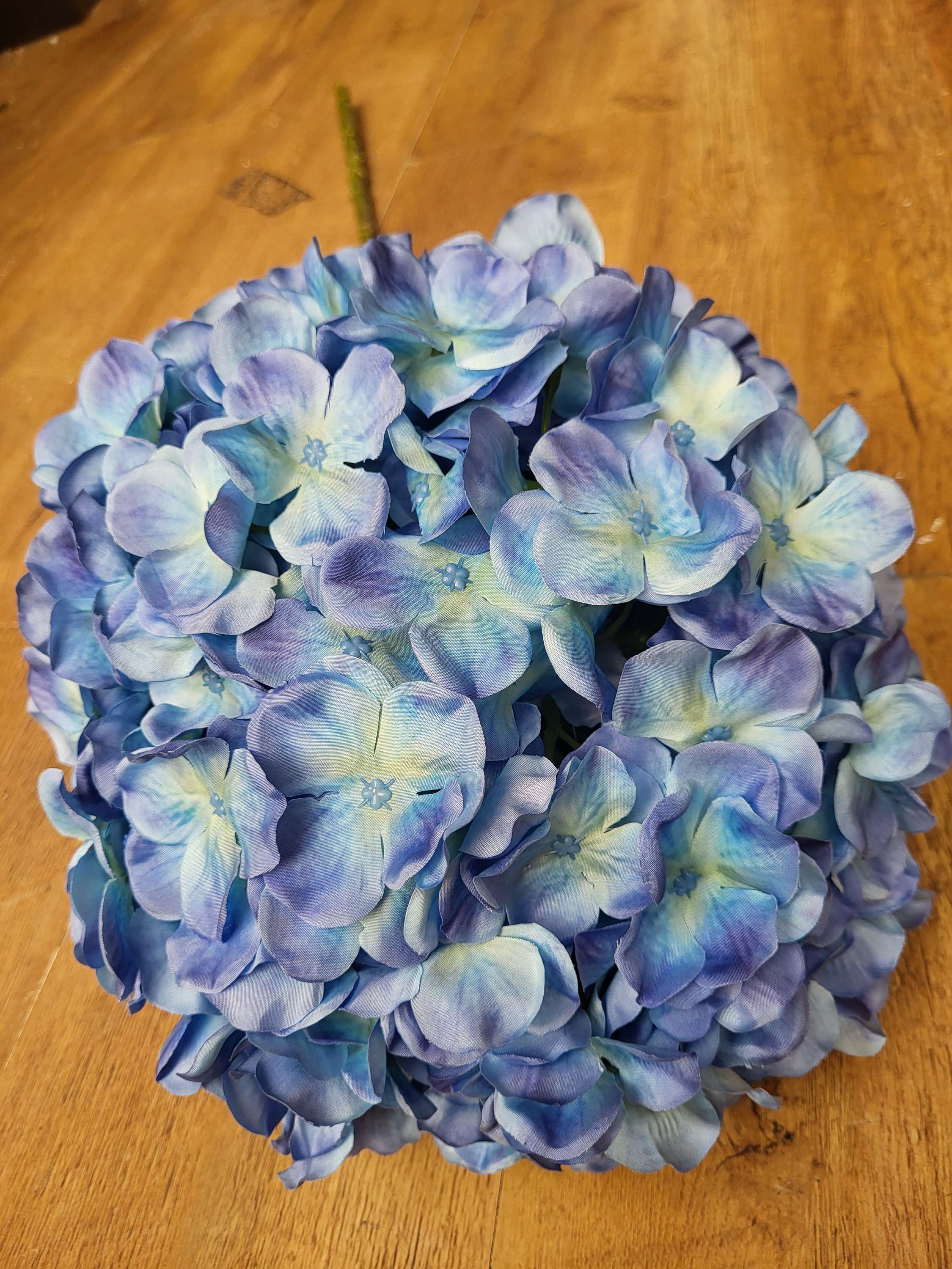 Giant head Ocean Blue premium hydrangea  image 3