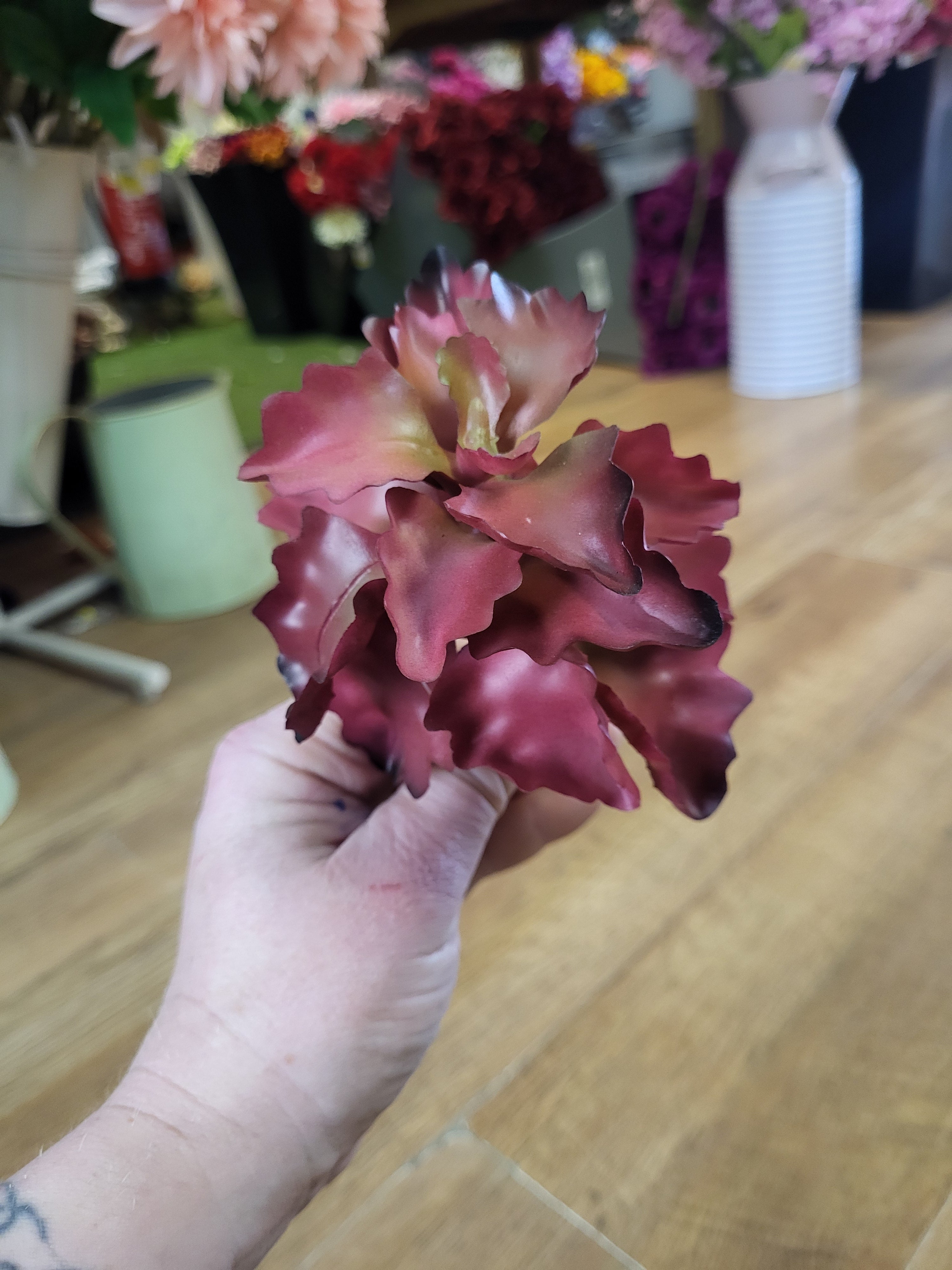 Reddish seaweed succulent  image 1