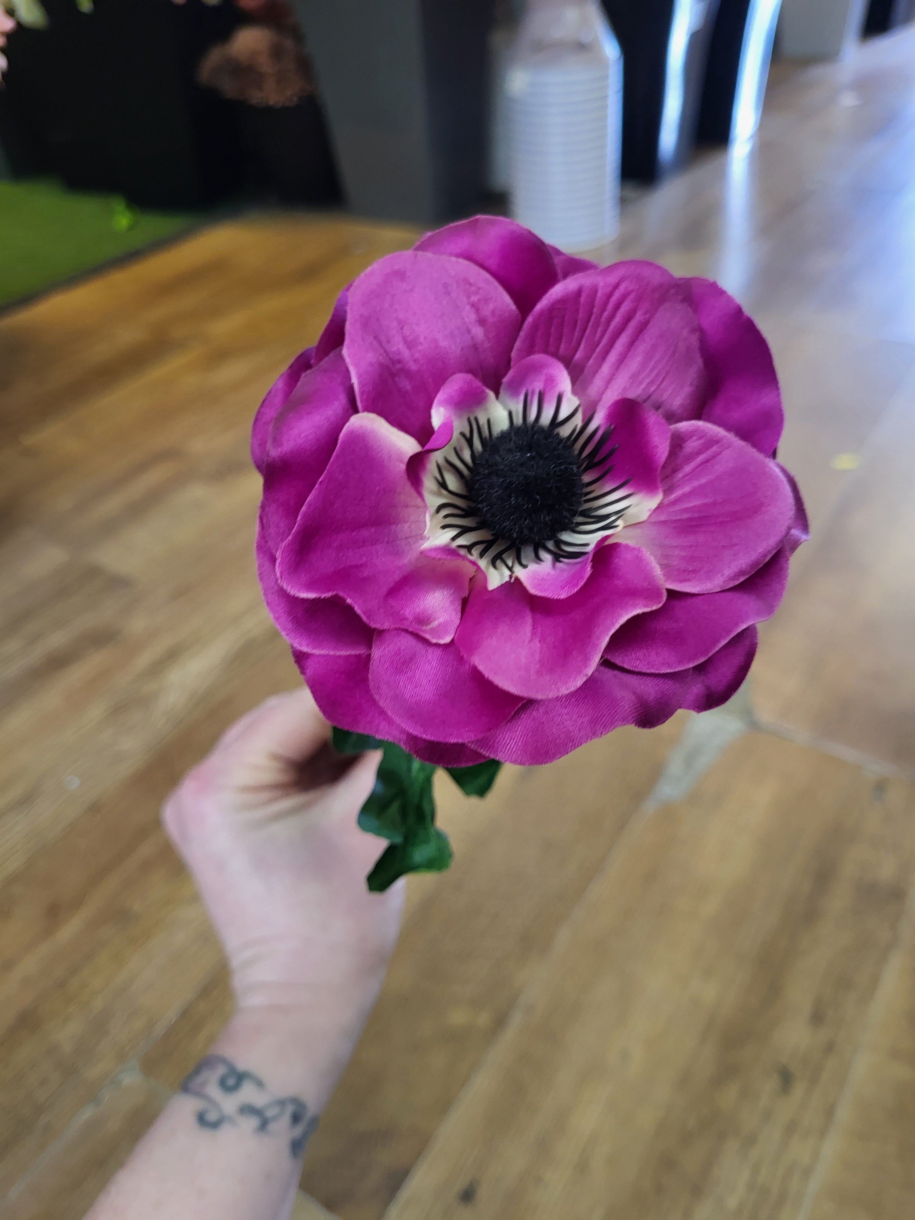 Single cerise anemone  image 0