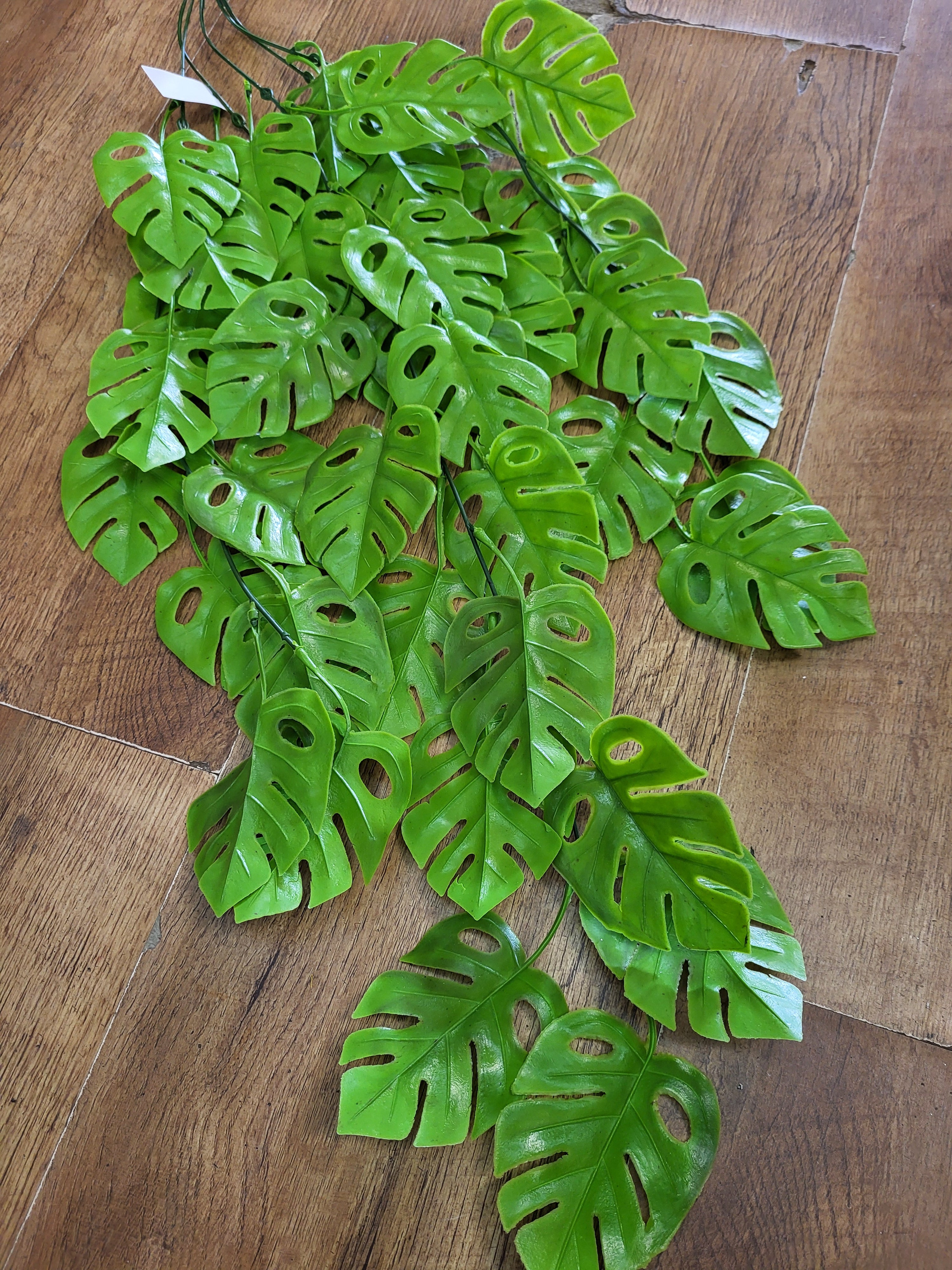 Hanging/trailing cheese plant - 2 colours available image 1