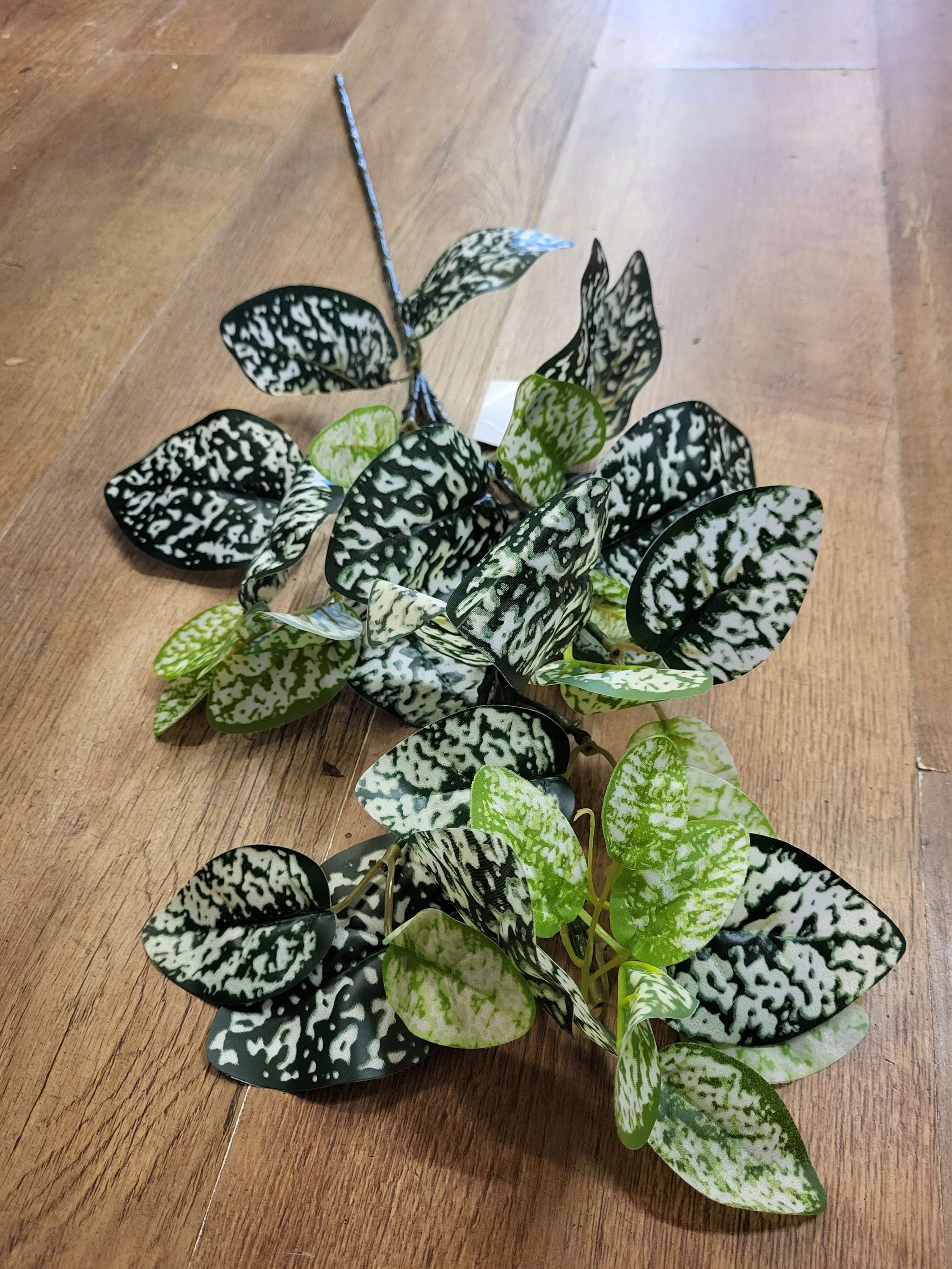 Long stem hypoestes phyllostachya spray image 2