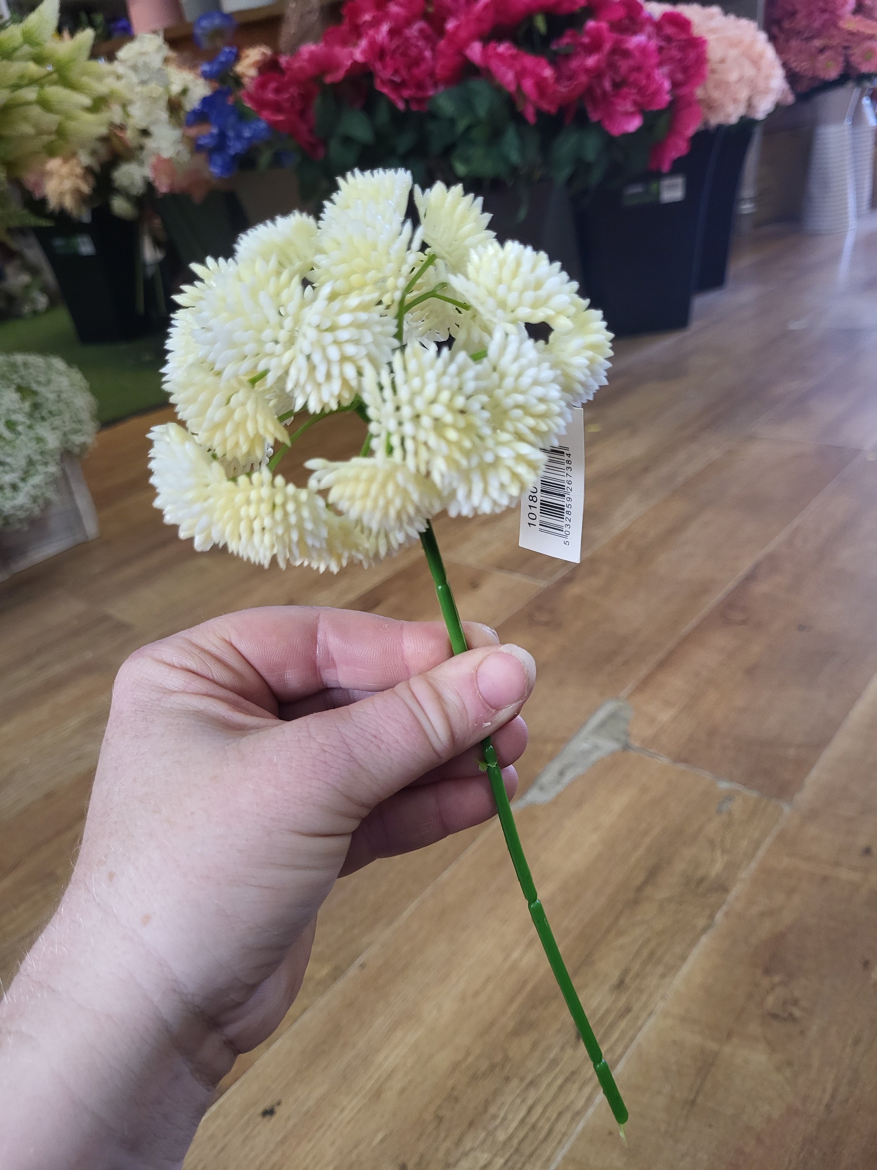 Short cream Sedum Stem image 2