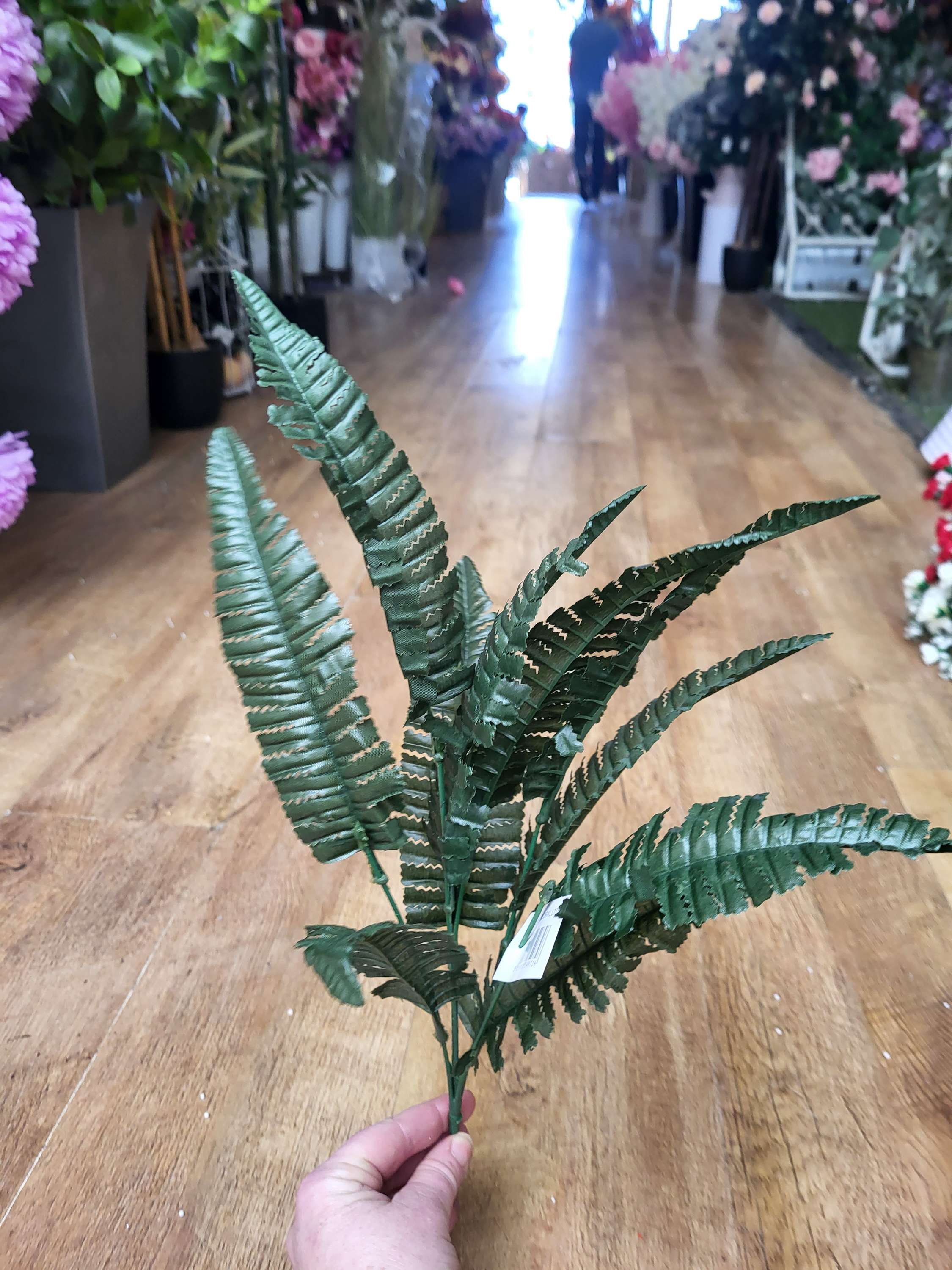 Dark fern bush image 1