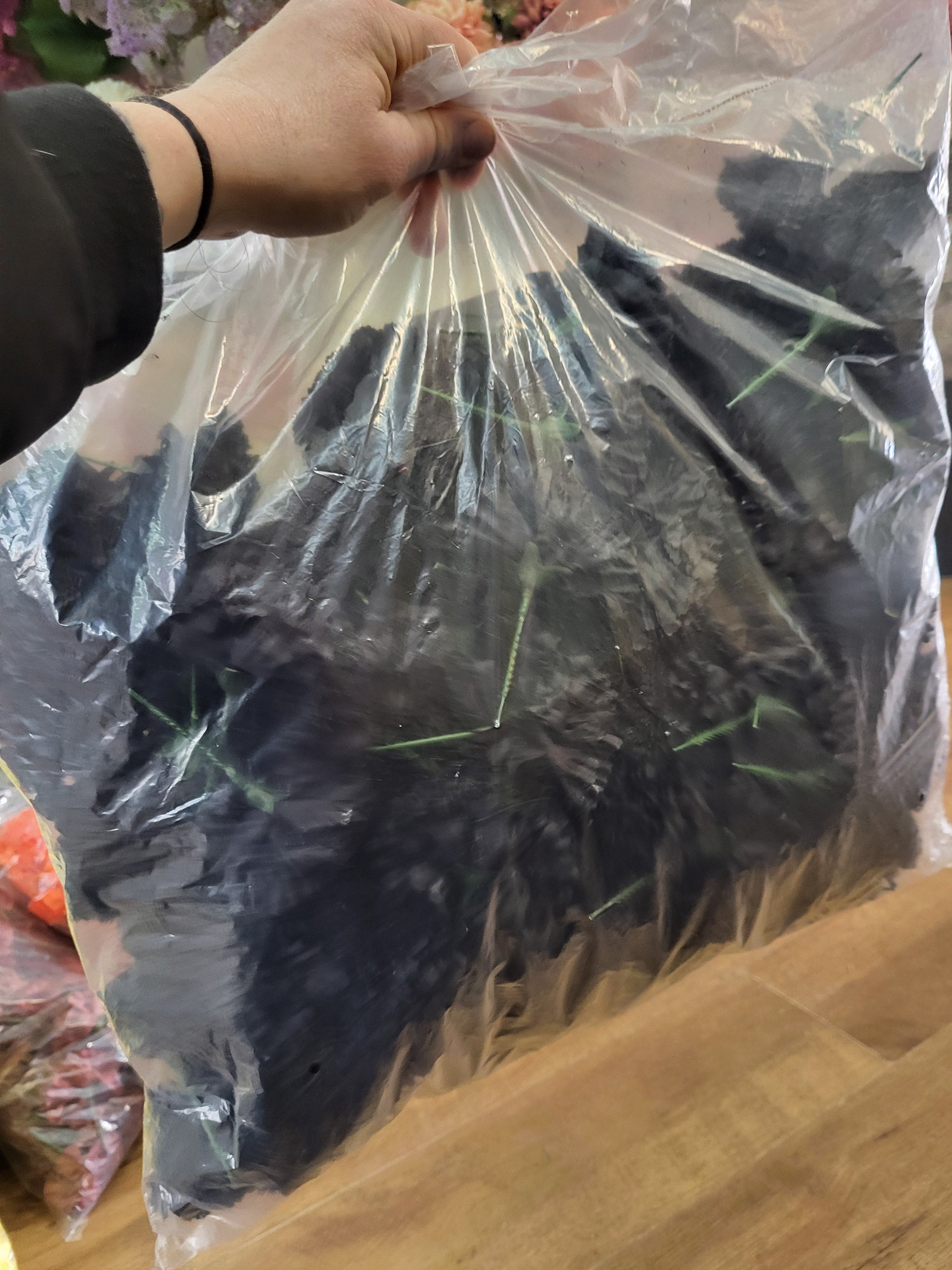 Bag of 144 black carnation picks image 2