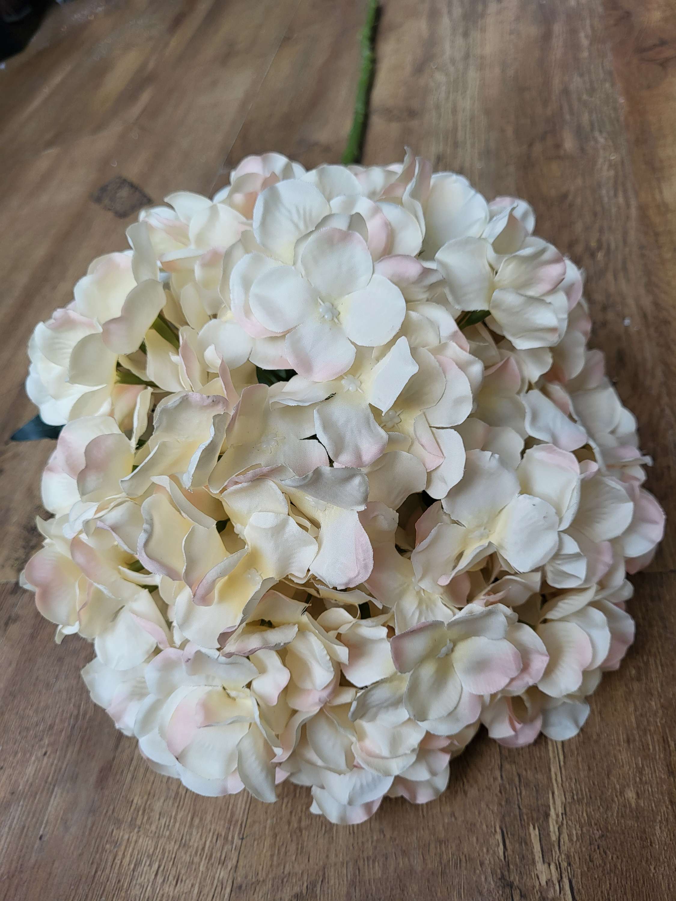 Giant head blush and cream premium hydrangea  image 1