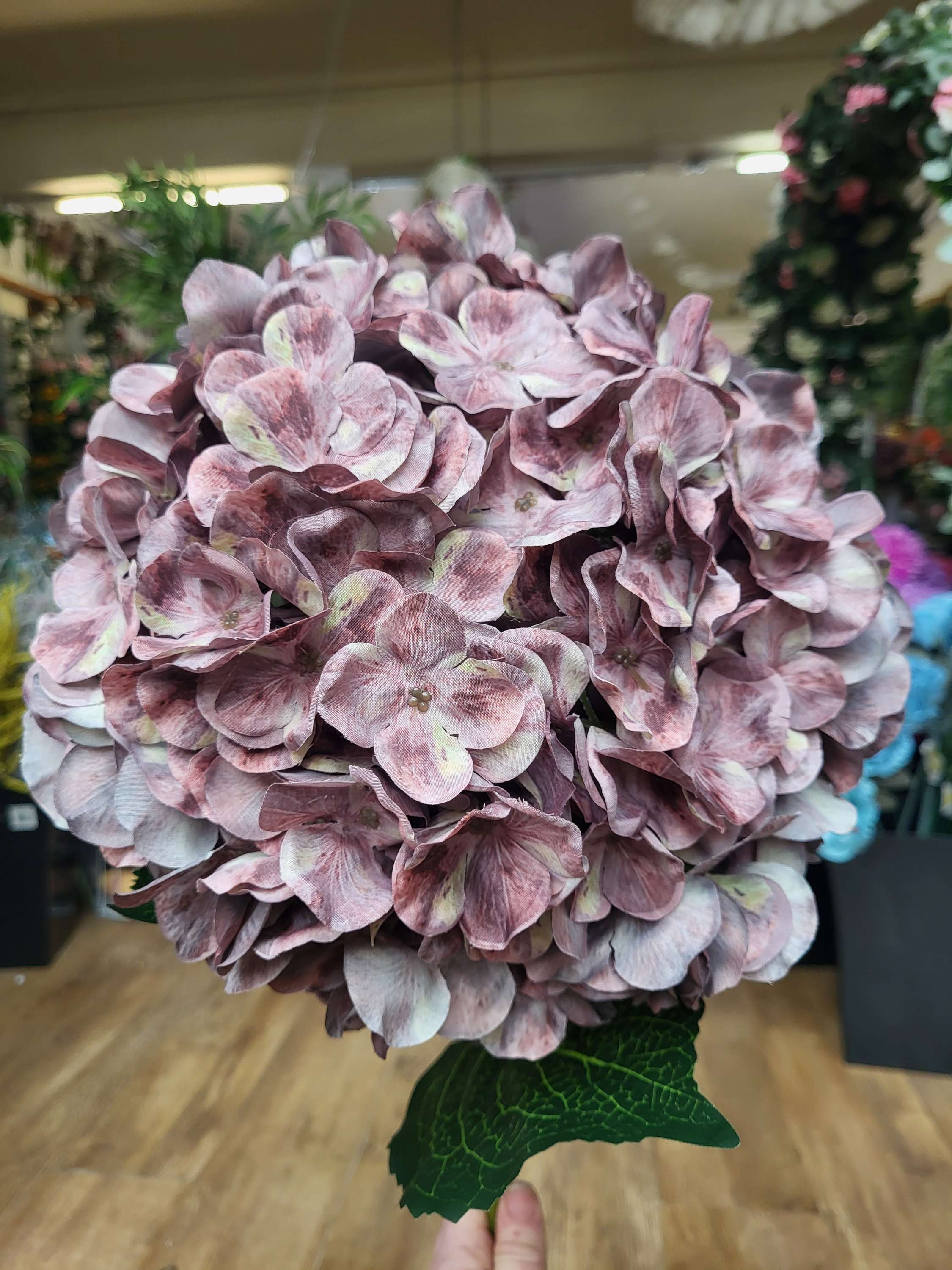 Giant head autumnal brown/green tint premium hydrangea  image 2