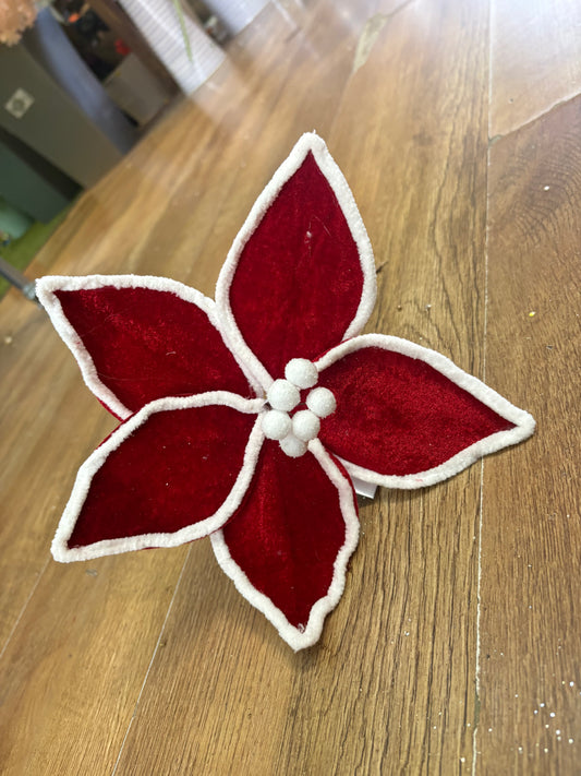 Shote red and white velvet poinsettia