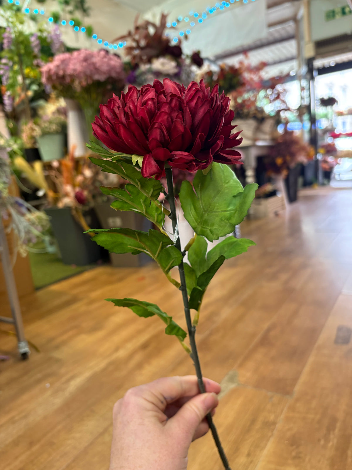 Long stem deep red chrysanthemum