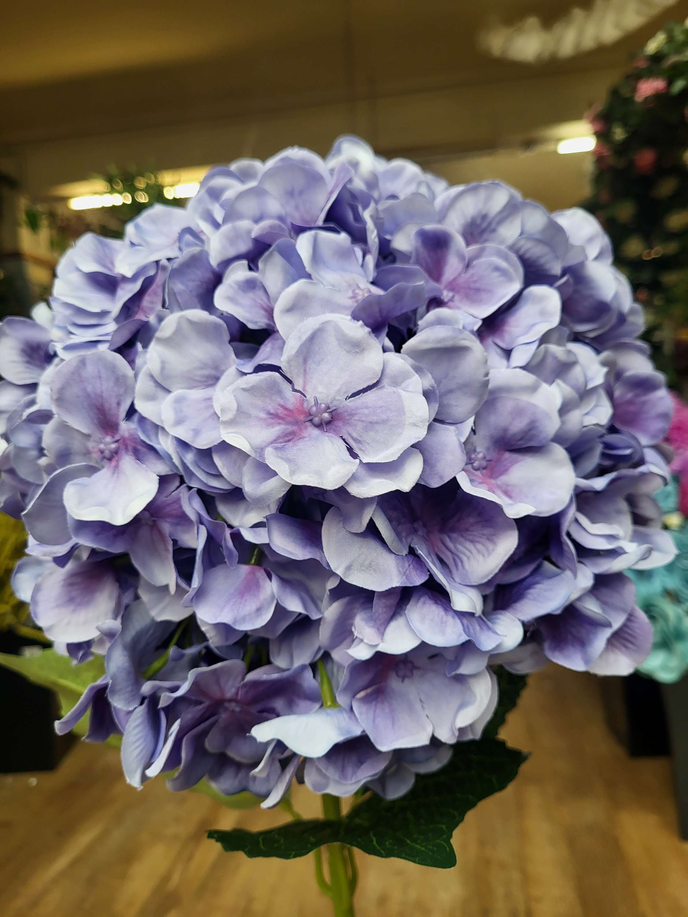 Giant head lavender  premium hydrangea  image 1