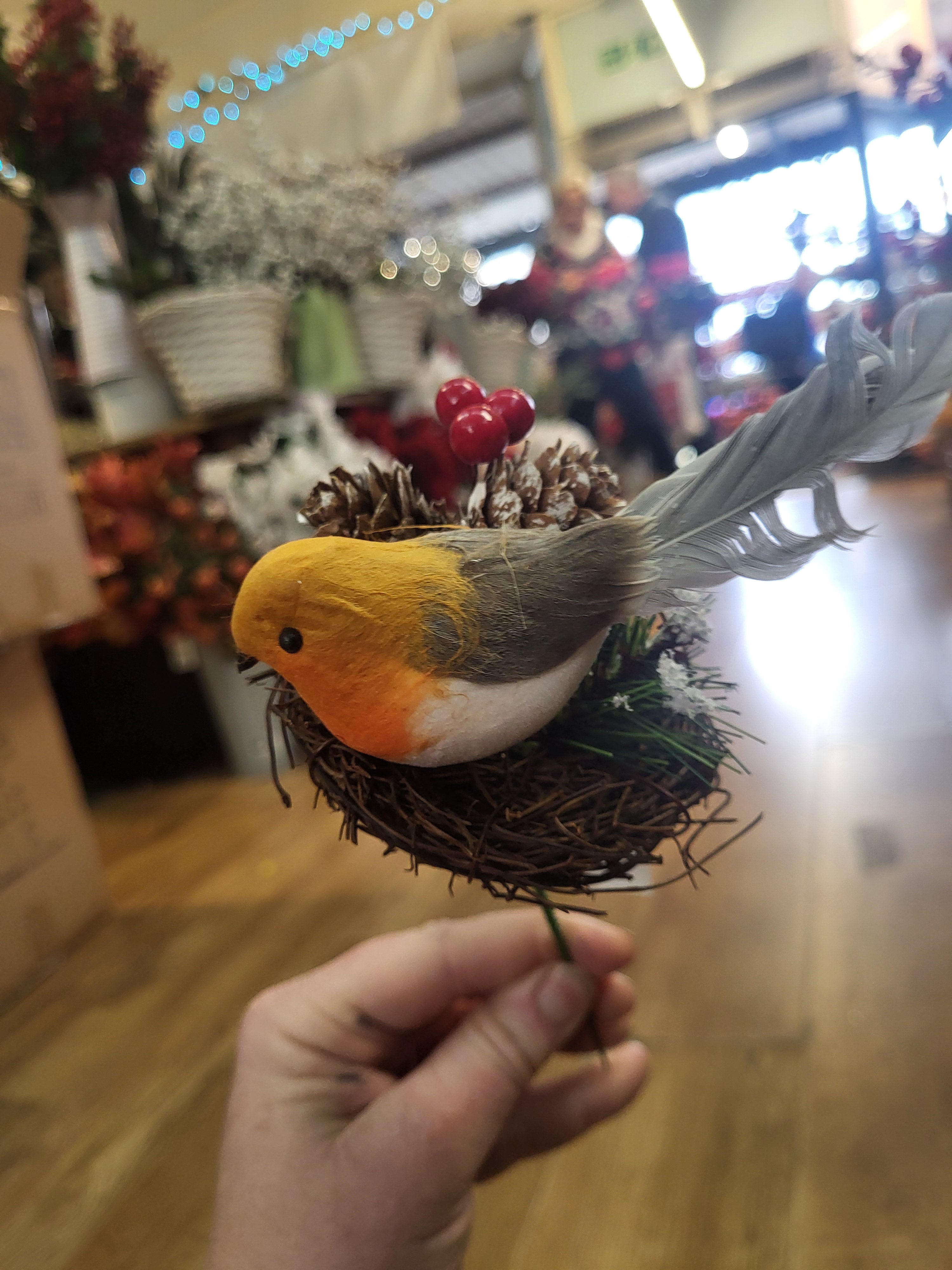 Robin in a nest pick image 0