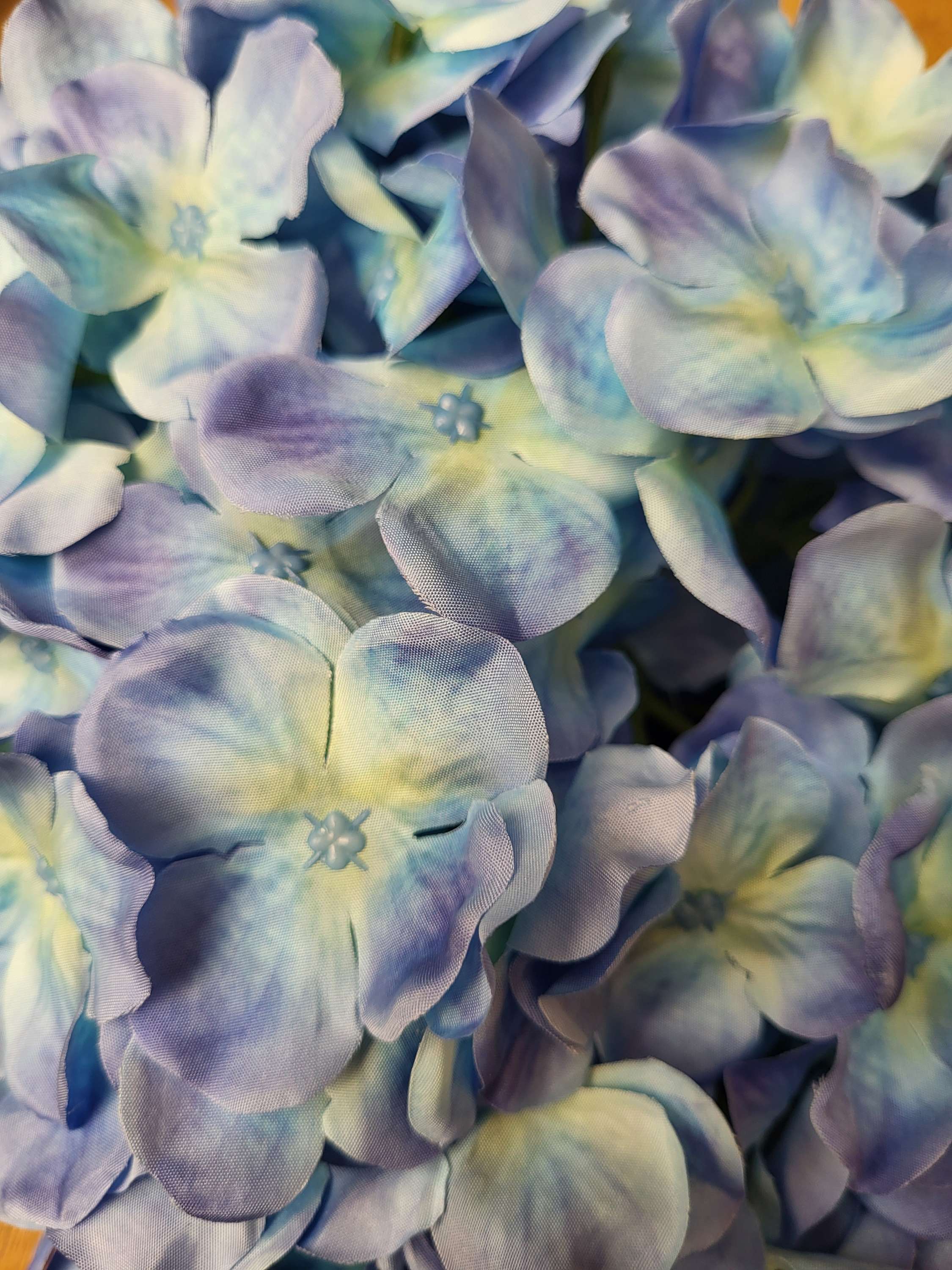 Giant head Ocean Blue premium hydrangea  image 2