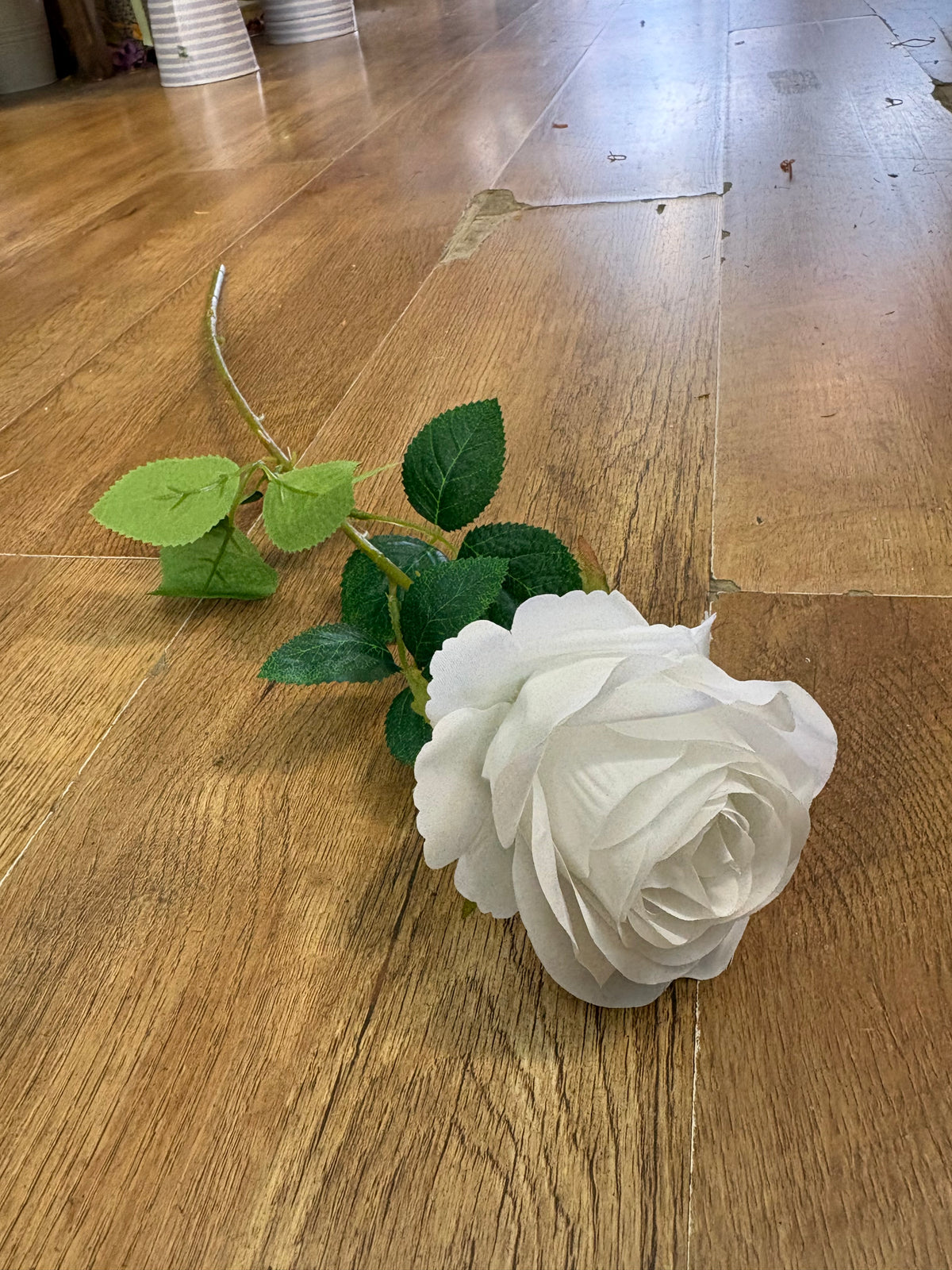 Long stem white harper rose