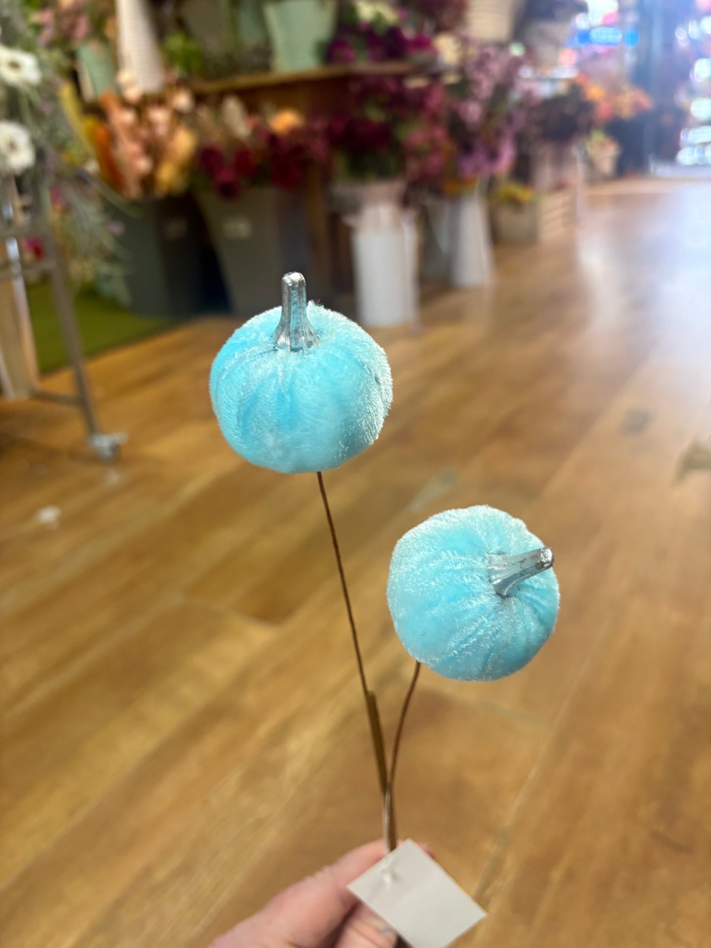 Pale blue velvet pumpkin stem