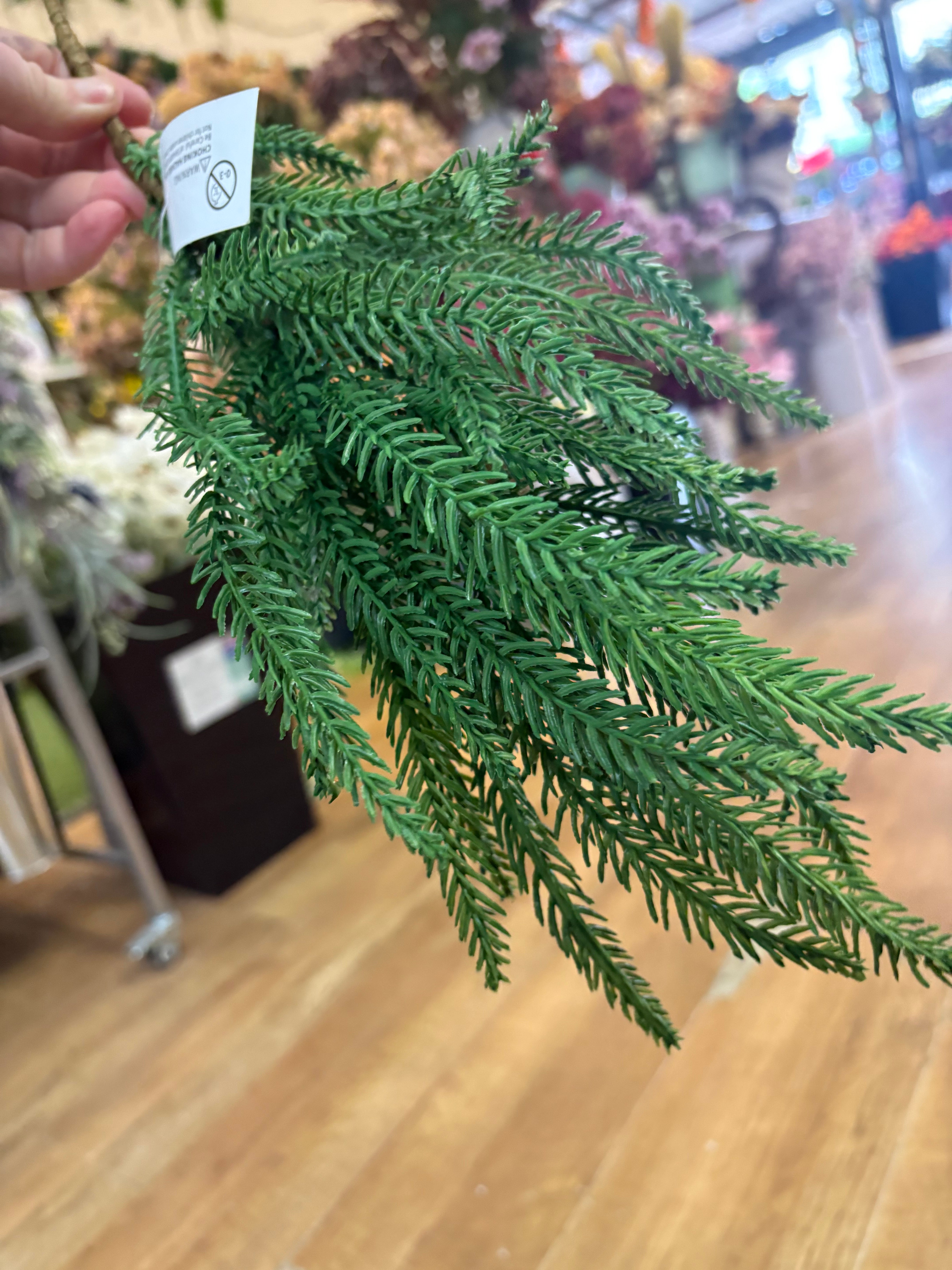 Trailing fir stem