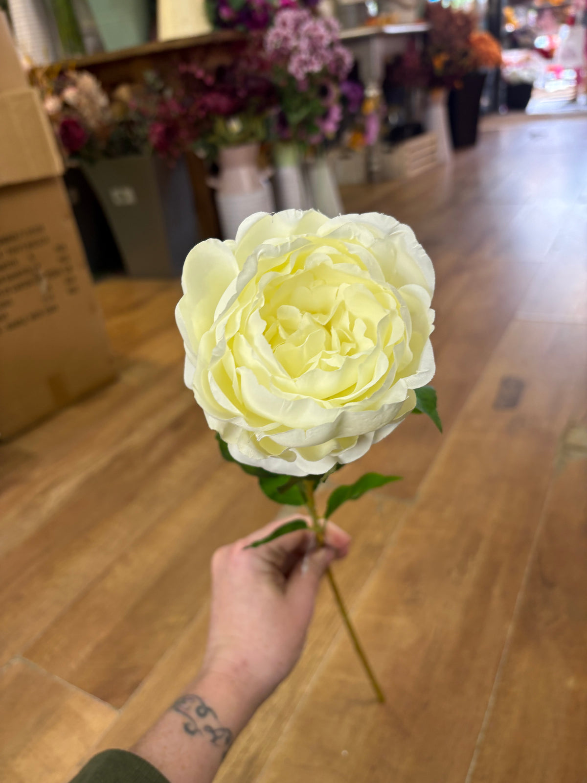 Long stem cream Lola peony
